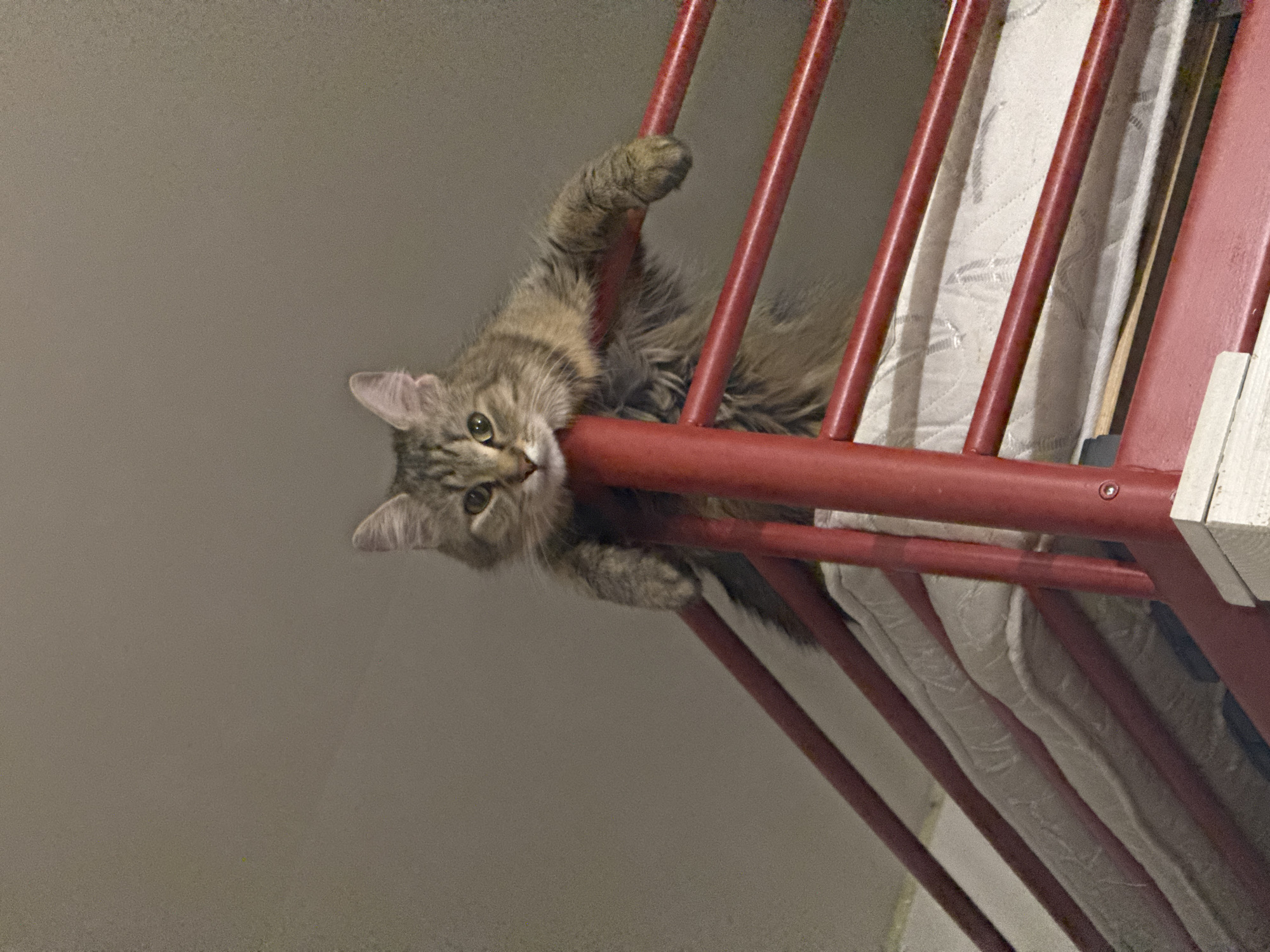 Tabby cat explores domestic spaces in Antwerp home