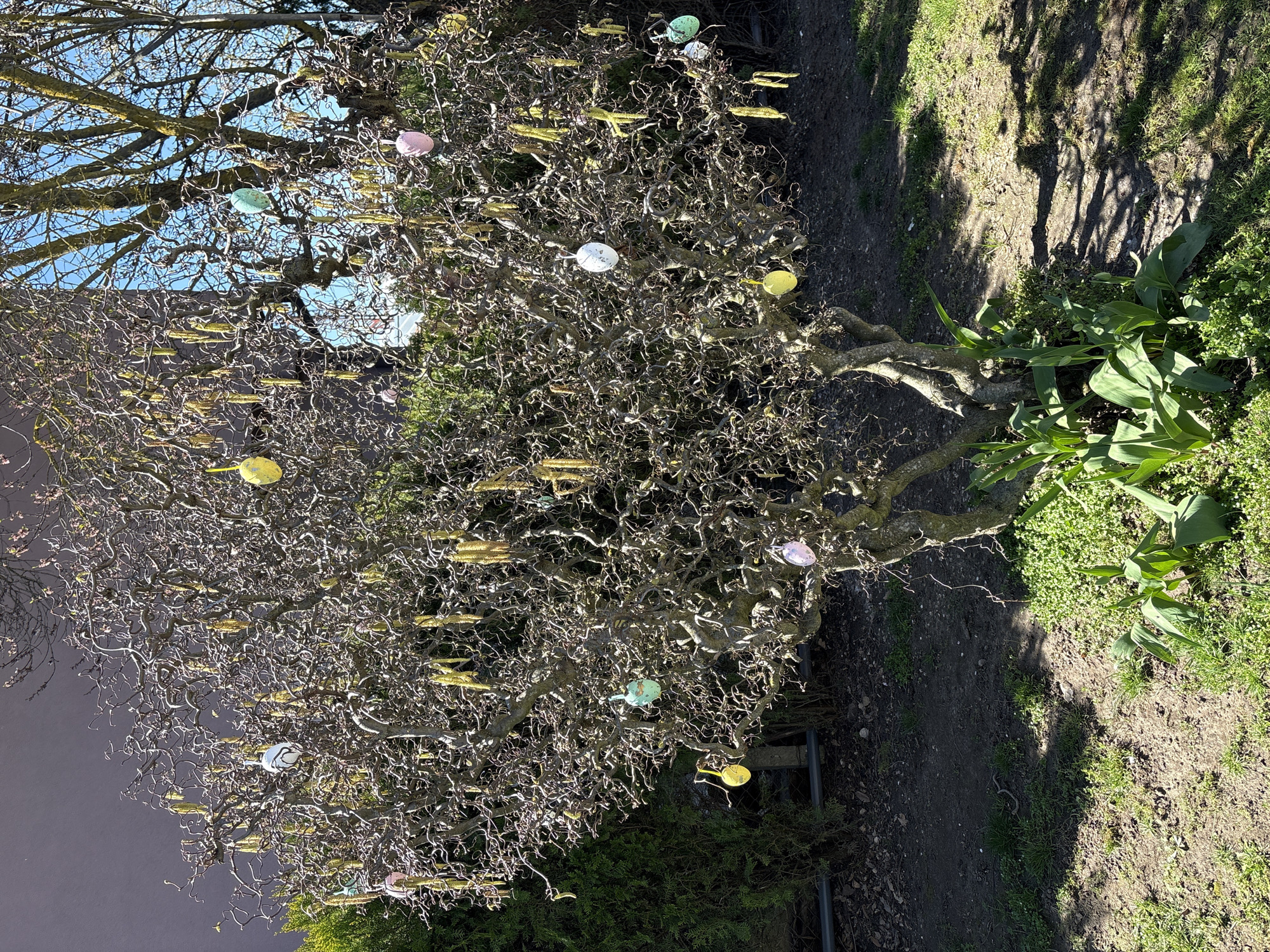Easter-decorated hazel tree spotted in Bulgarian garden