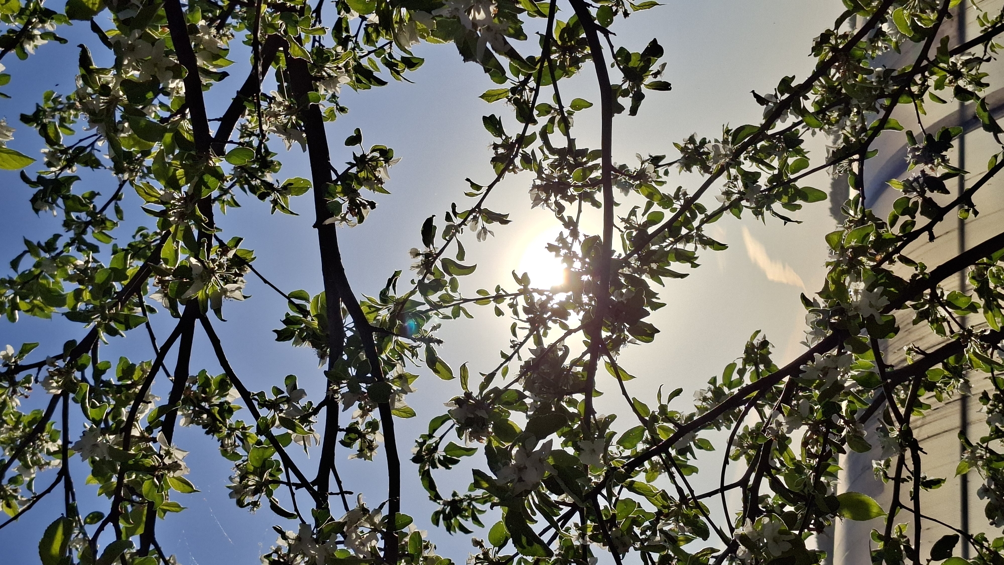 Spring afternoon under blooming tree in Russian countryside
