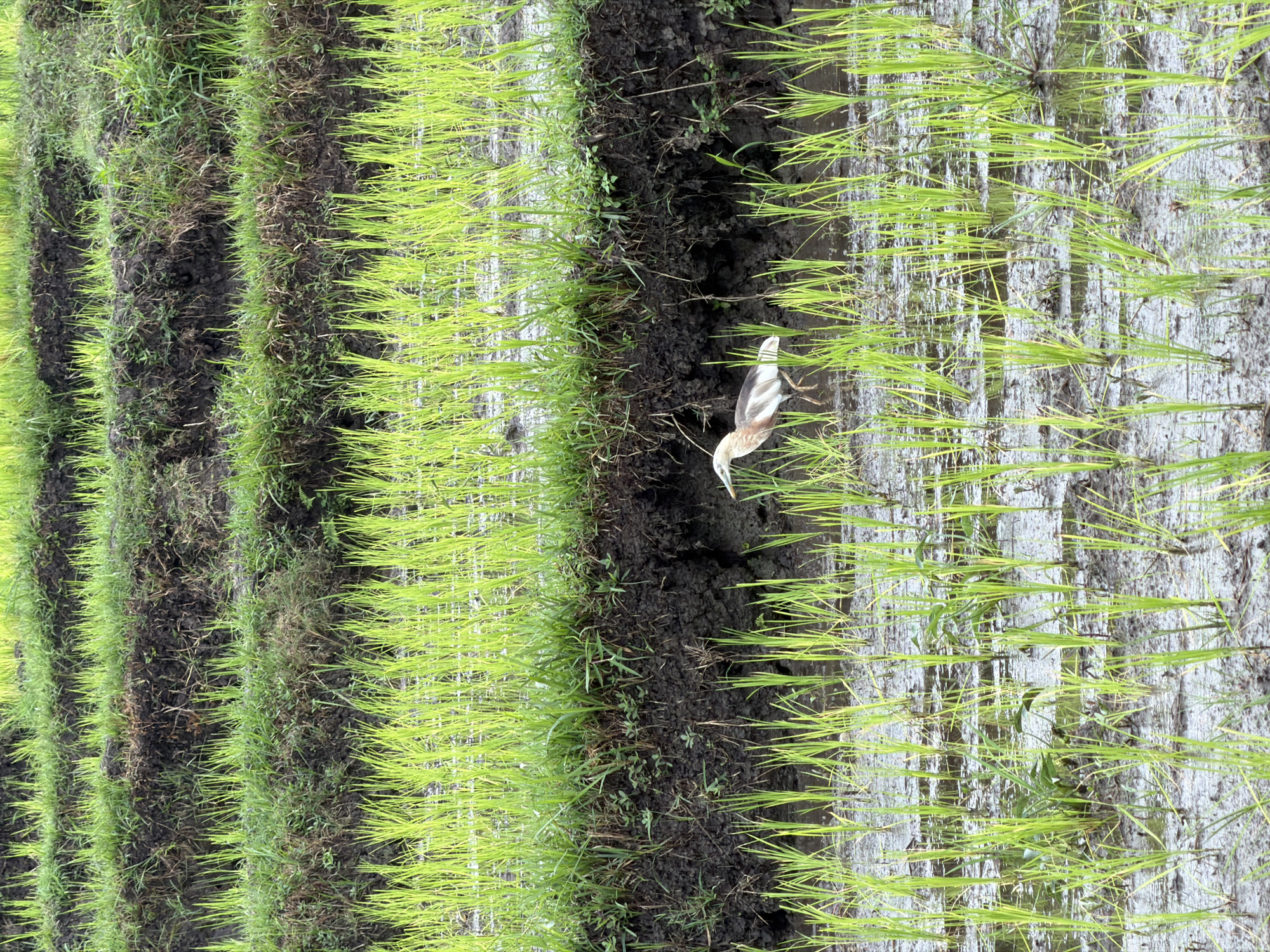 Rice paddies, roaming dogs, and everyday life in Mengwi