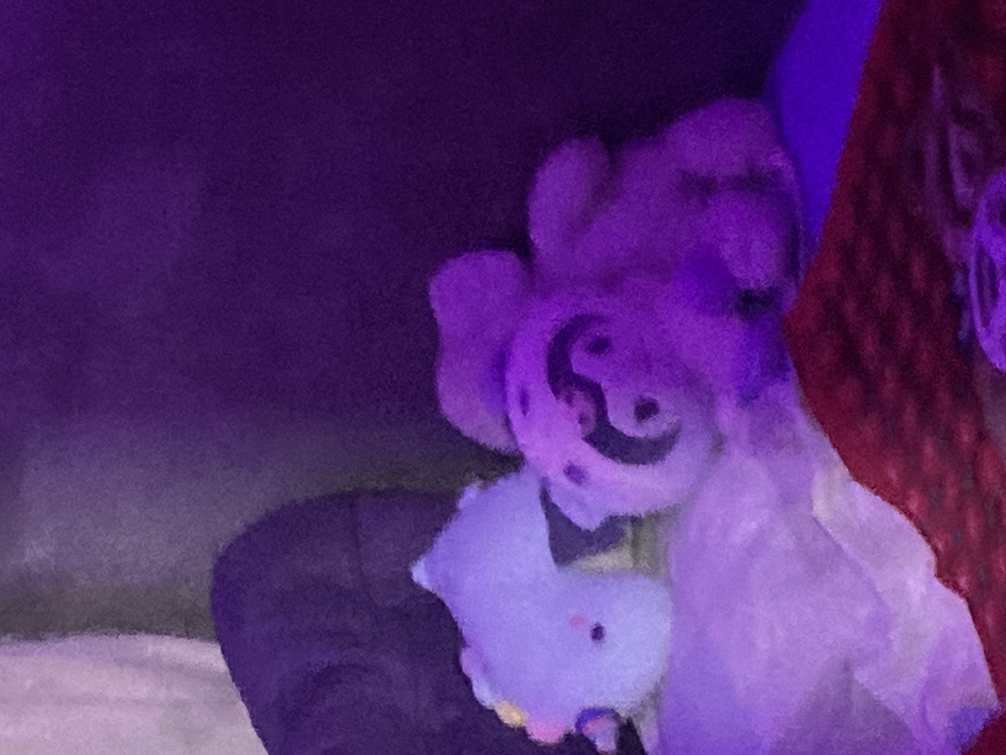 Purple-lit indoor moments with plush toys captured in Digos