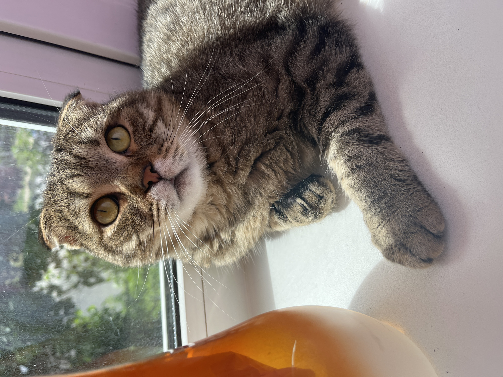 Tabby cat enjoys sunny windowsill morning in Semyonov, Russia