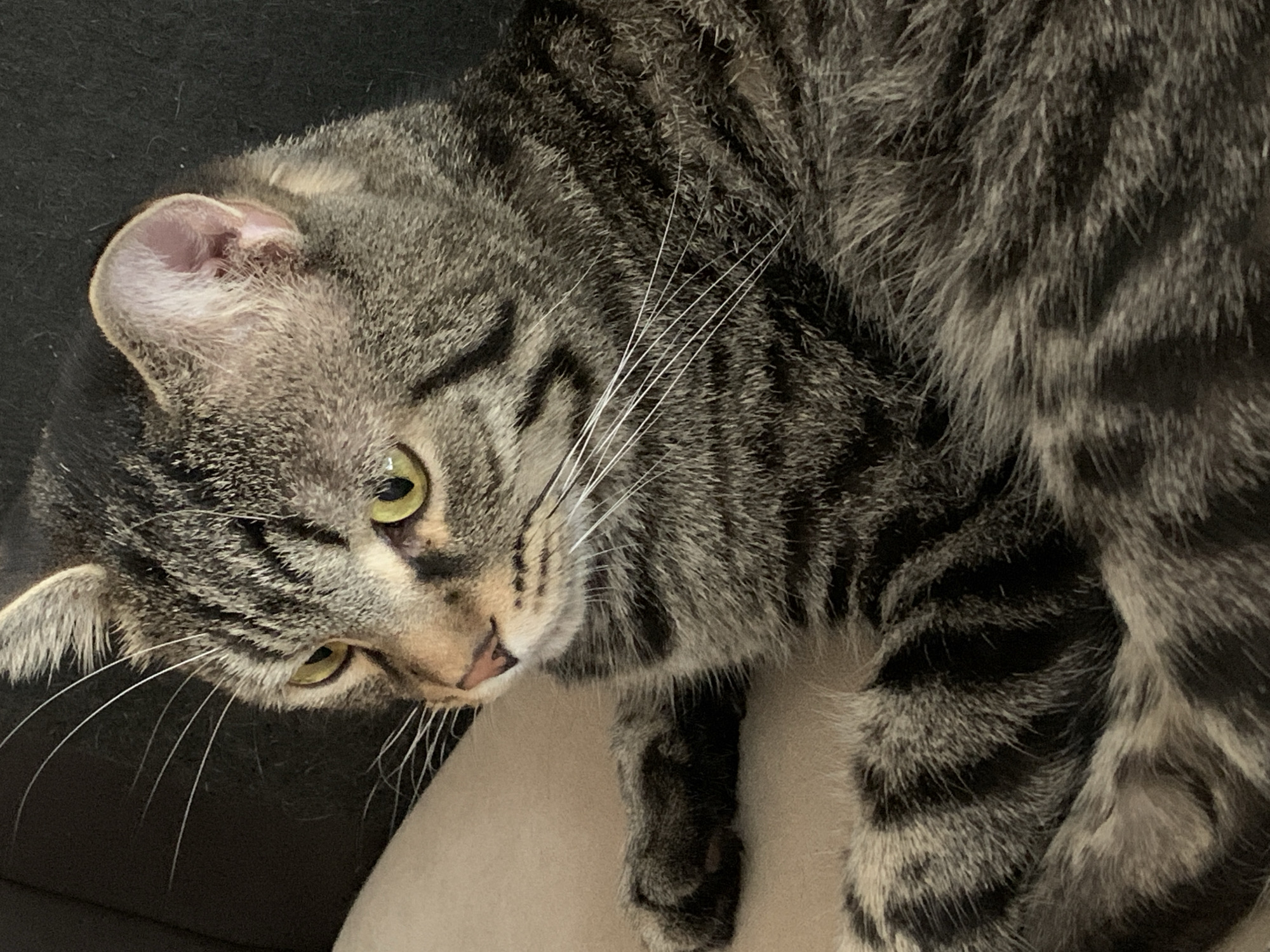 Gray tabby cat photographed resting indoors in Stavropol