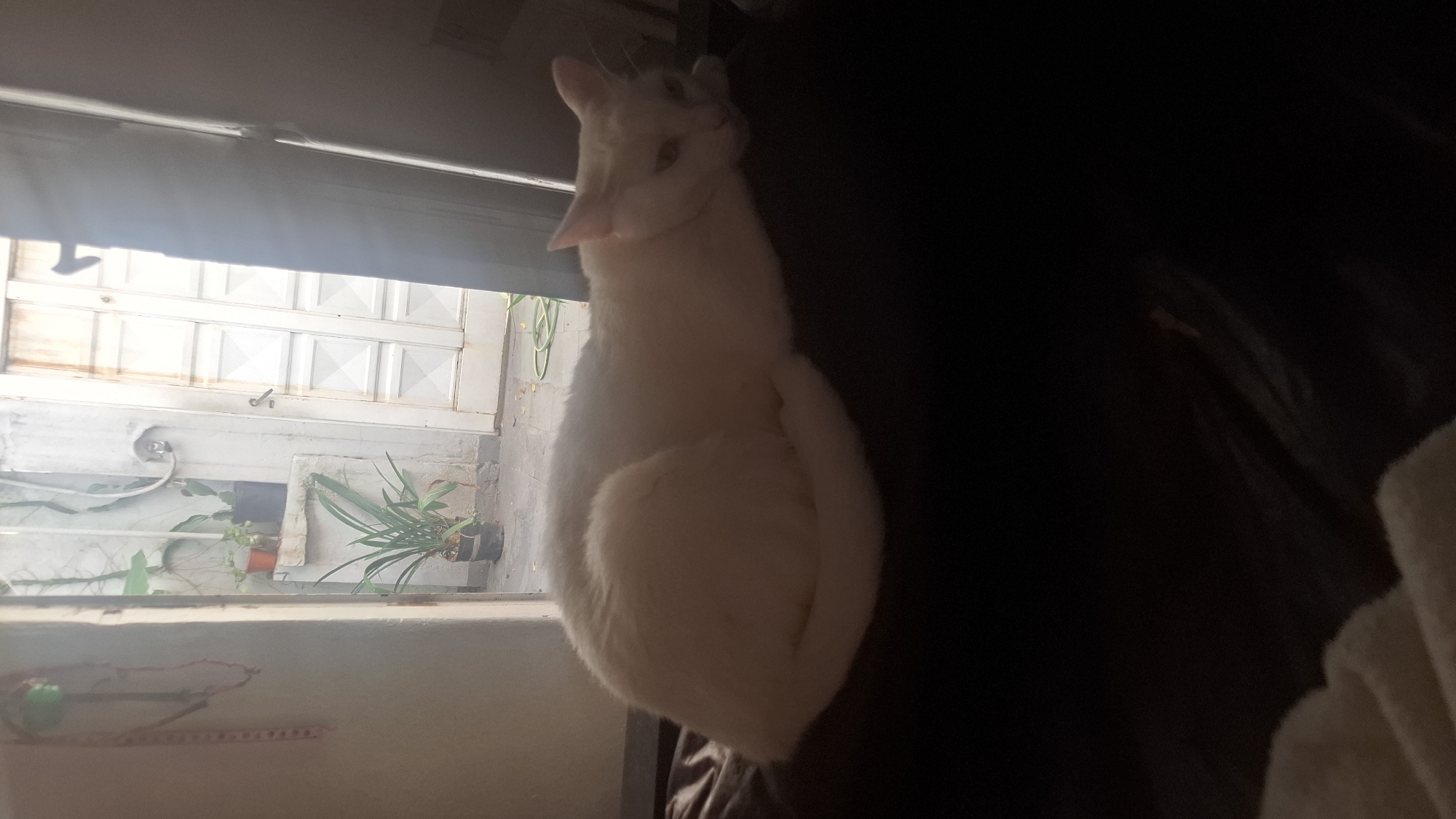 Cat and dog rest together on couch in Argentina