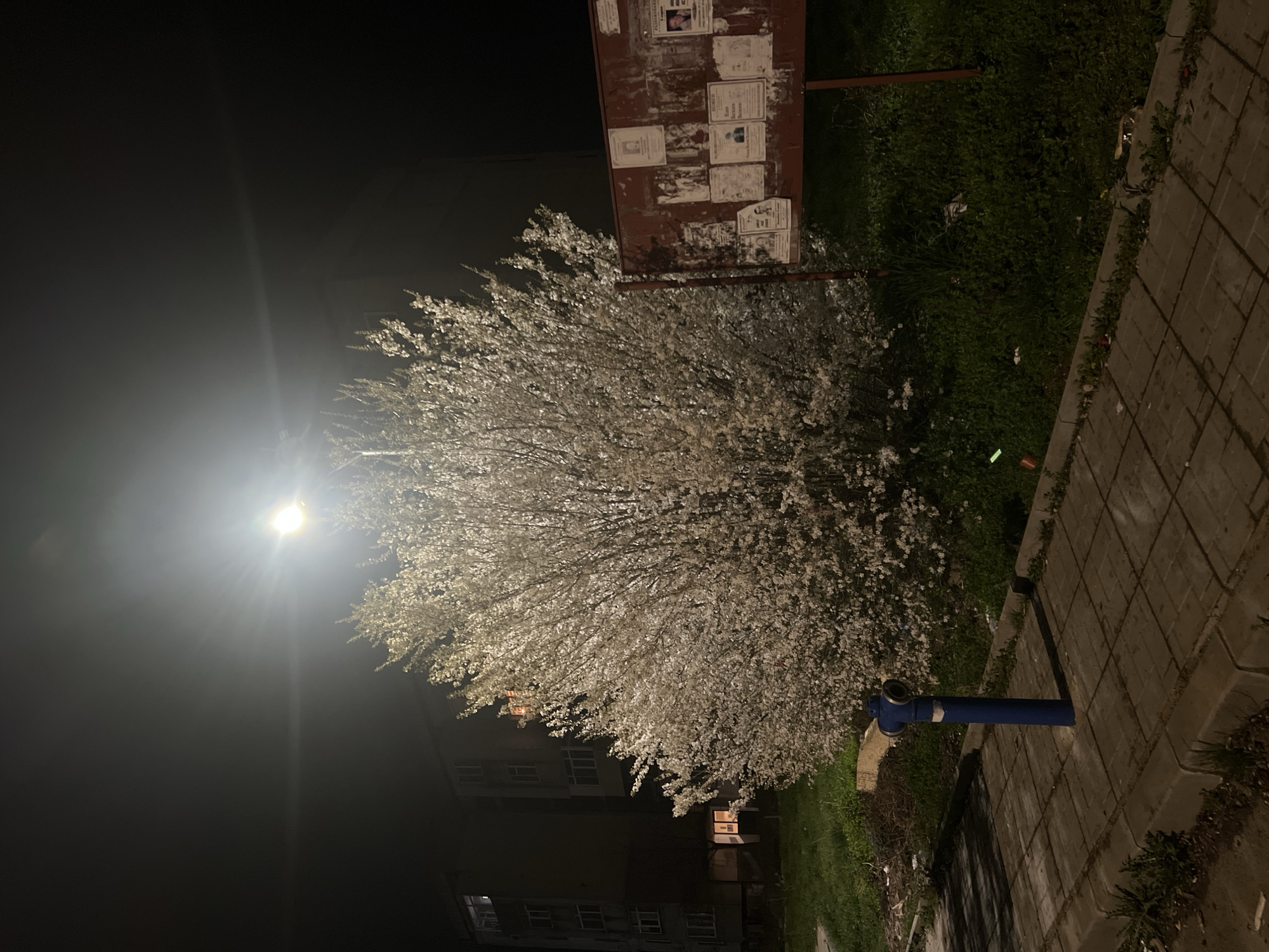 Evening documentation of blooming trees and streets in Karnobat