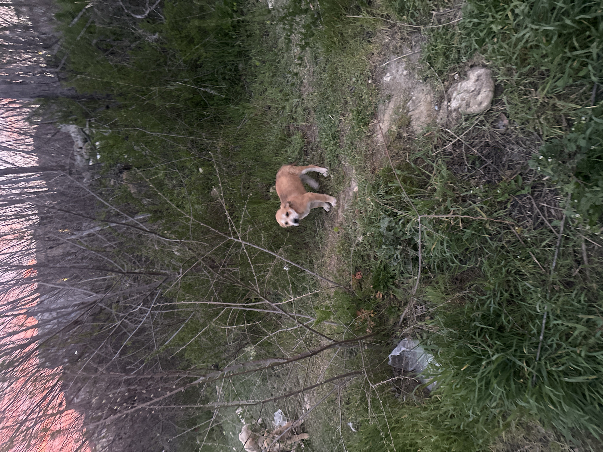 Child encounters stray puppies through fence at dusk in Varna