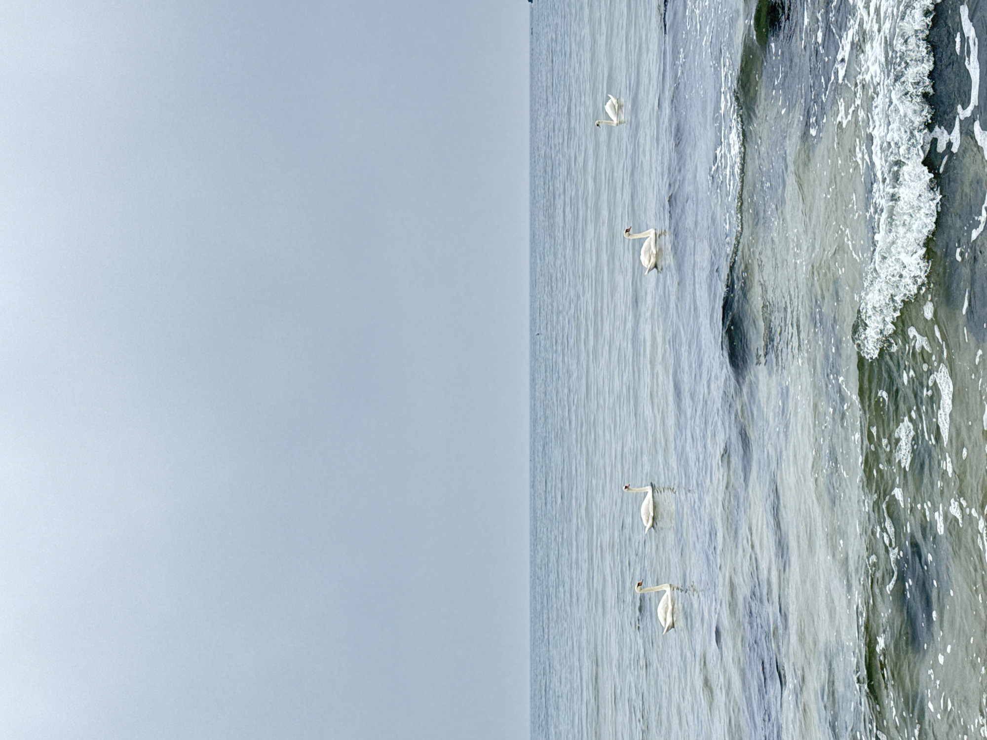Dog plays on Bulgarian beach as swans swim nearby