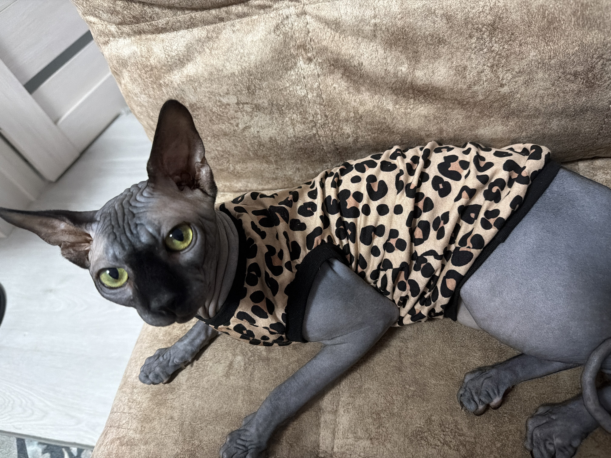 Dressed-up Sphynx cat relaxing at home in Kaliningrad