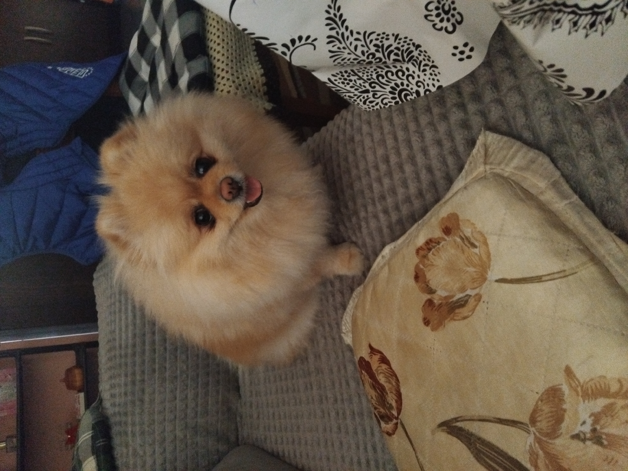 Pomeranian dog photographed relaxing at home in Bulgaria