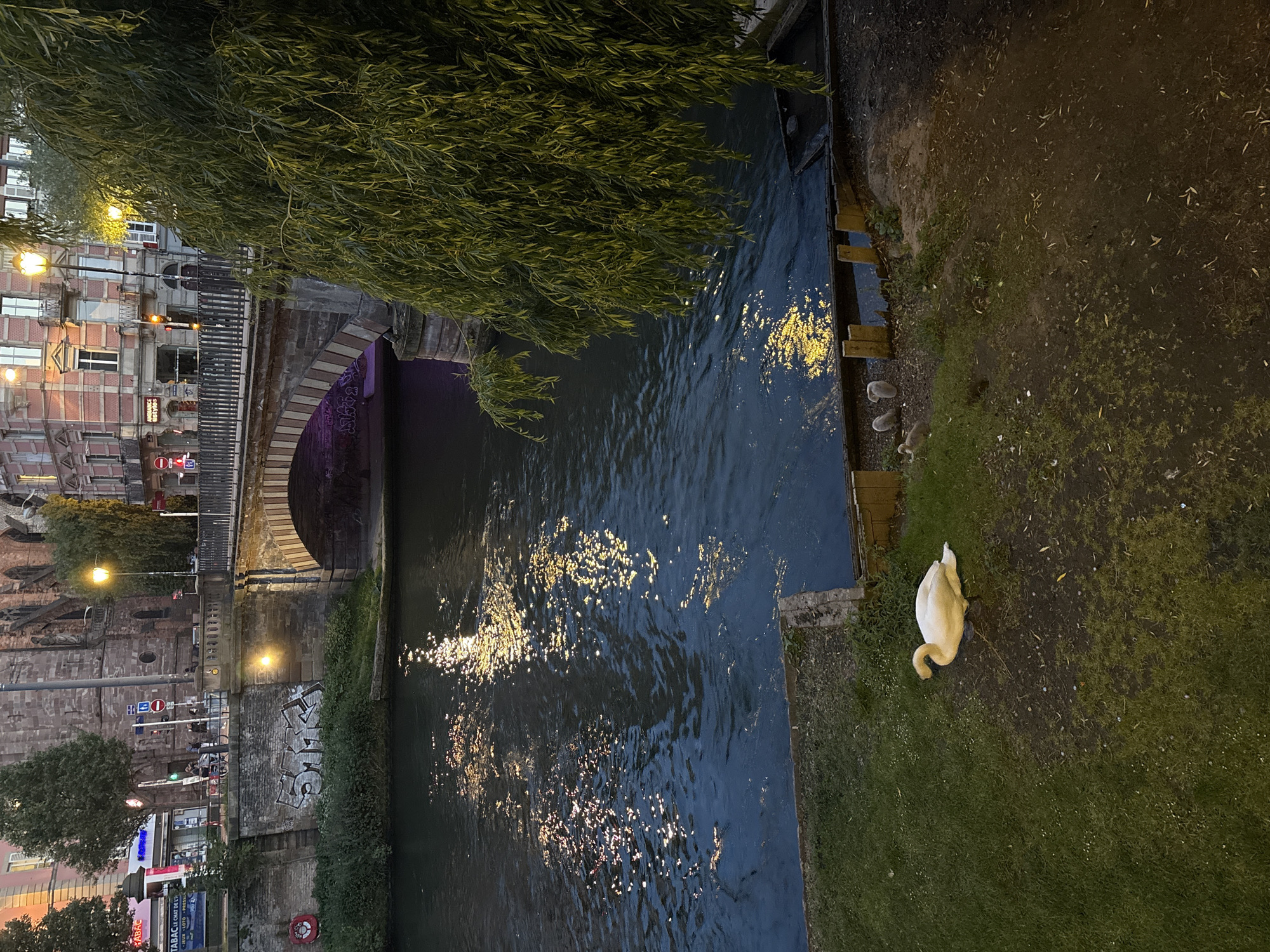 Swan family spotted along nighttime canal in Strasbourg
