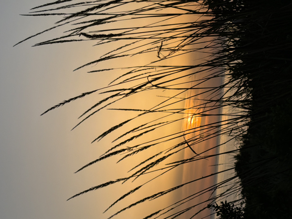 Dawn nature photography captures sunset grasses, pink flowers in Palos Verdes