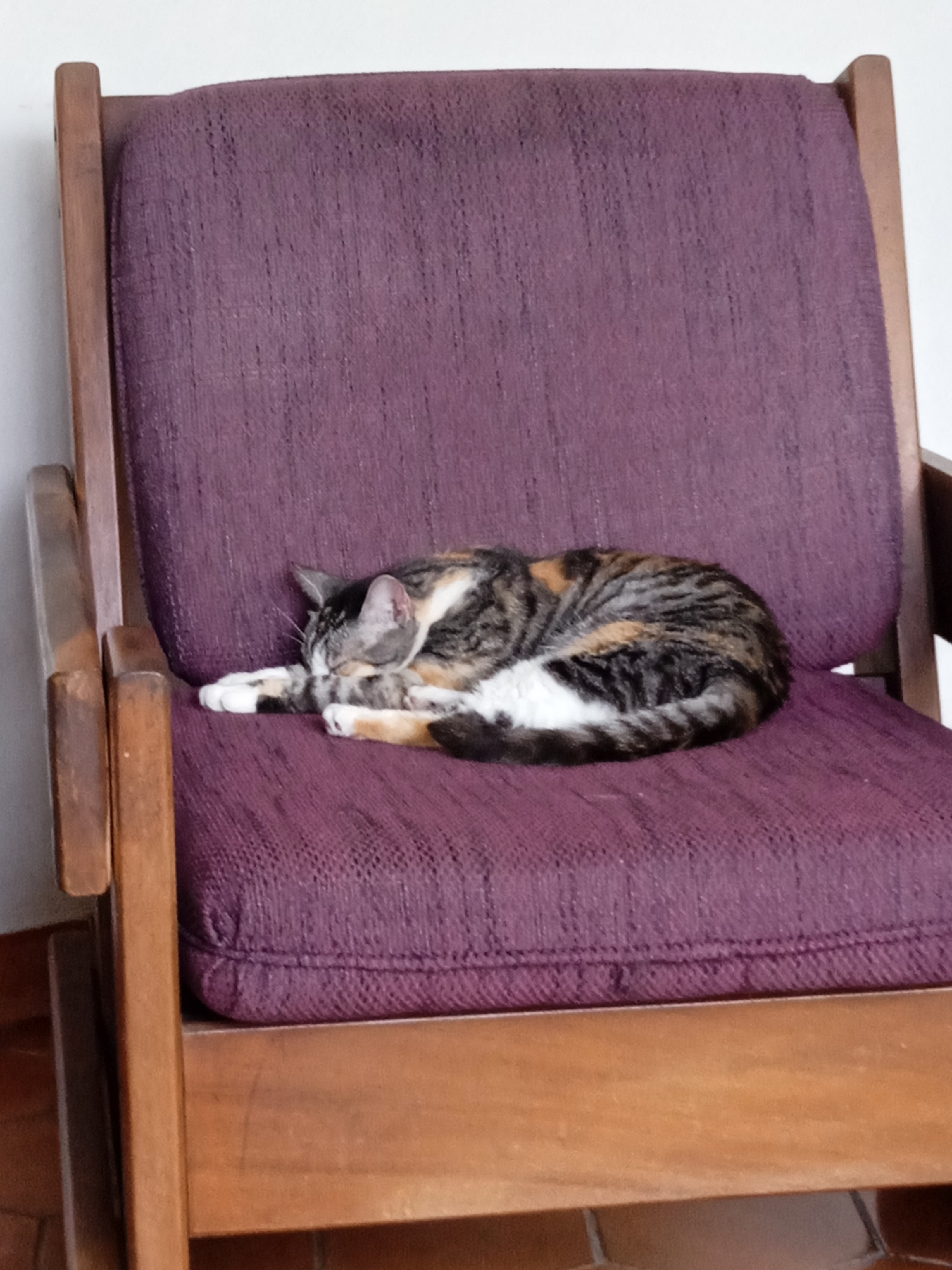 Calico cat sleeps peacefully on purple chair cushion