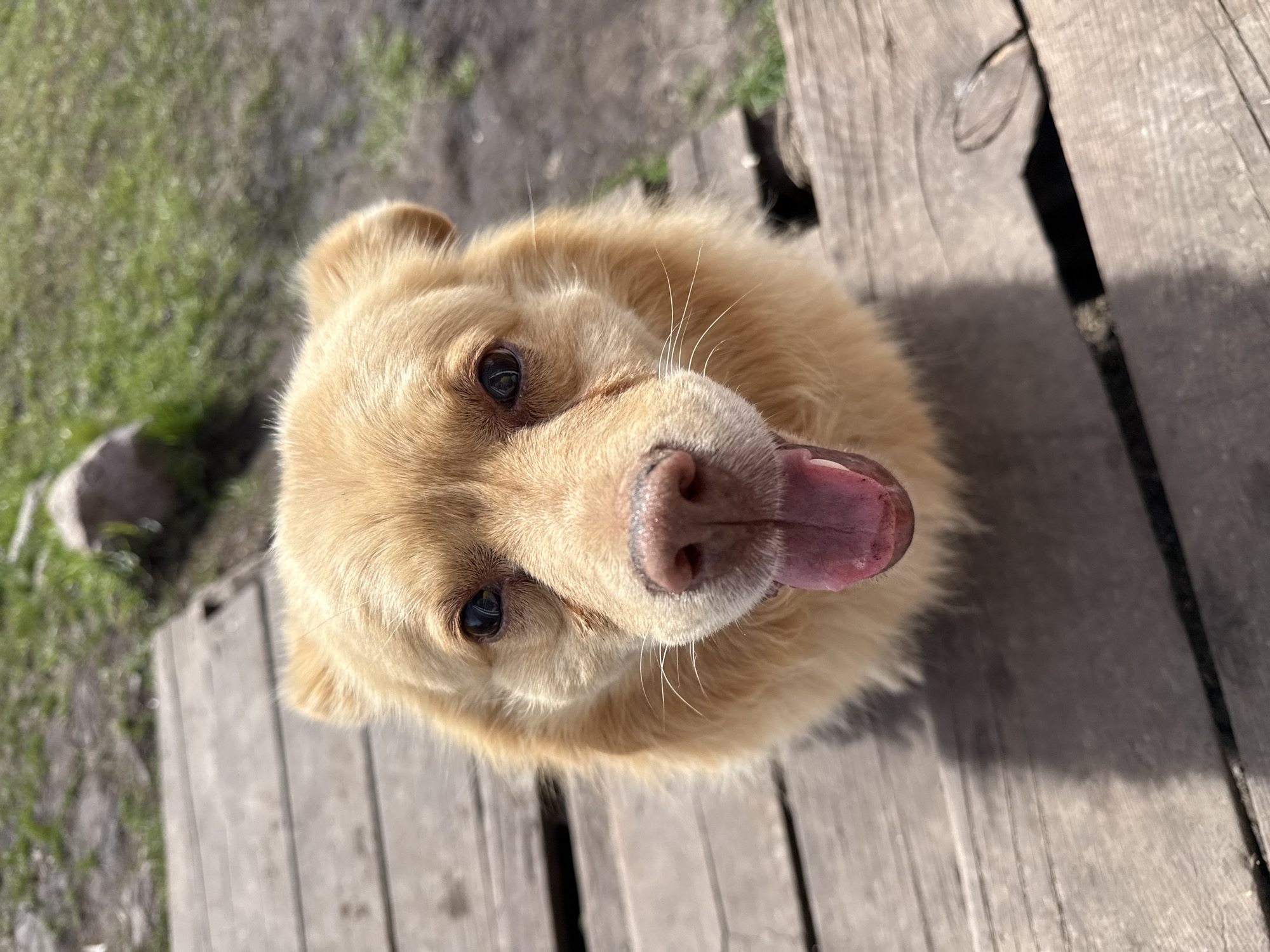 Pet photos captured in Tyulyuk Russia morning hours