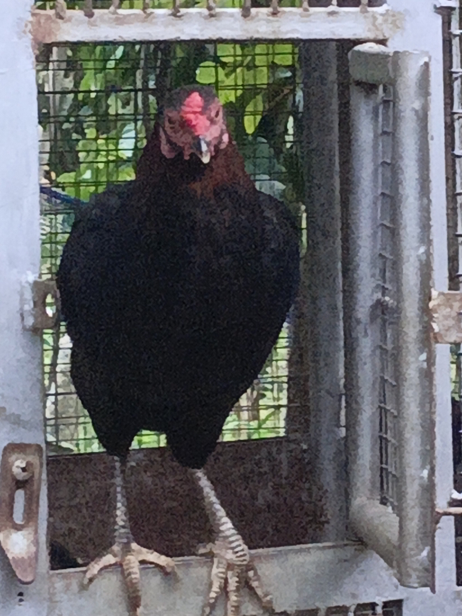 Chickens, cats, and garden life in a Lhokseumawe yard
