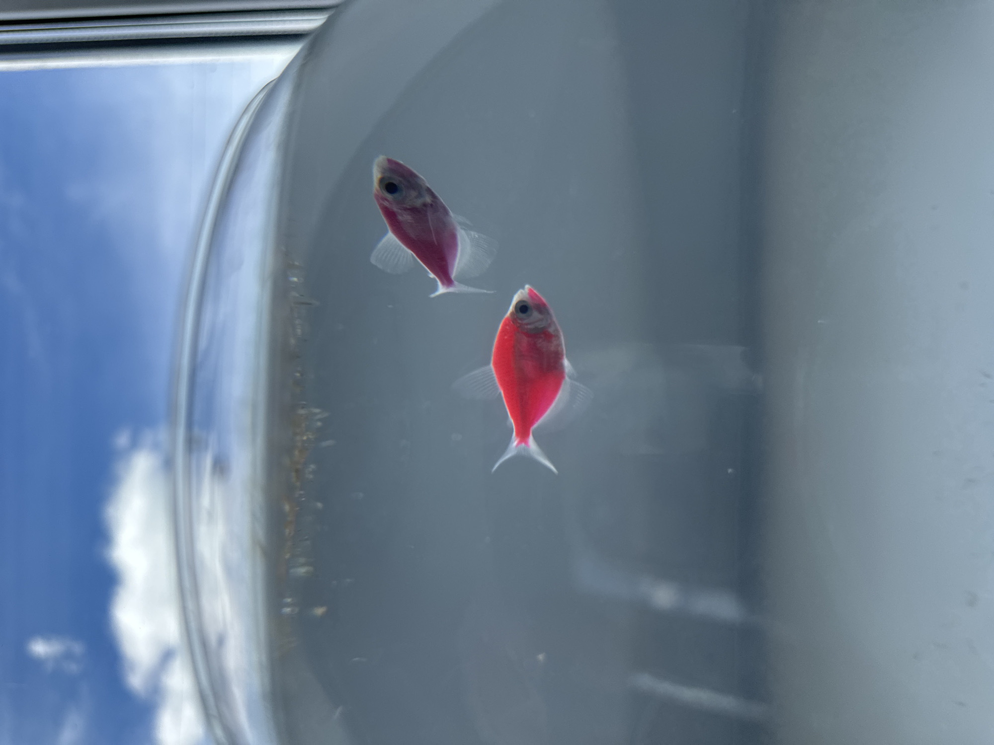 Morning observations: GloFish swimming, chocolate and coffee break documented