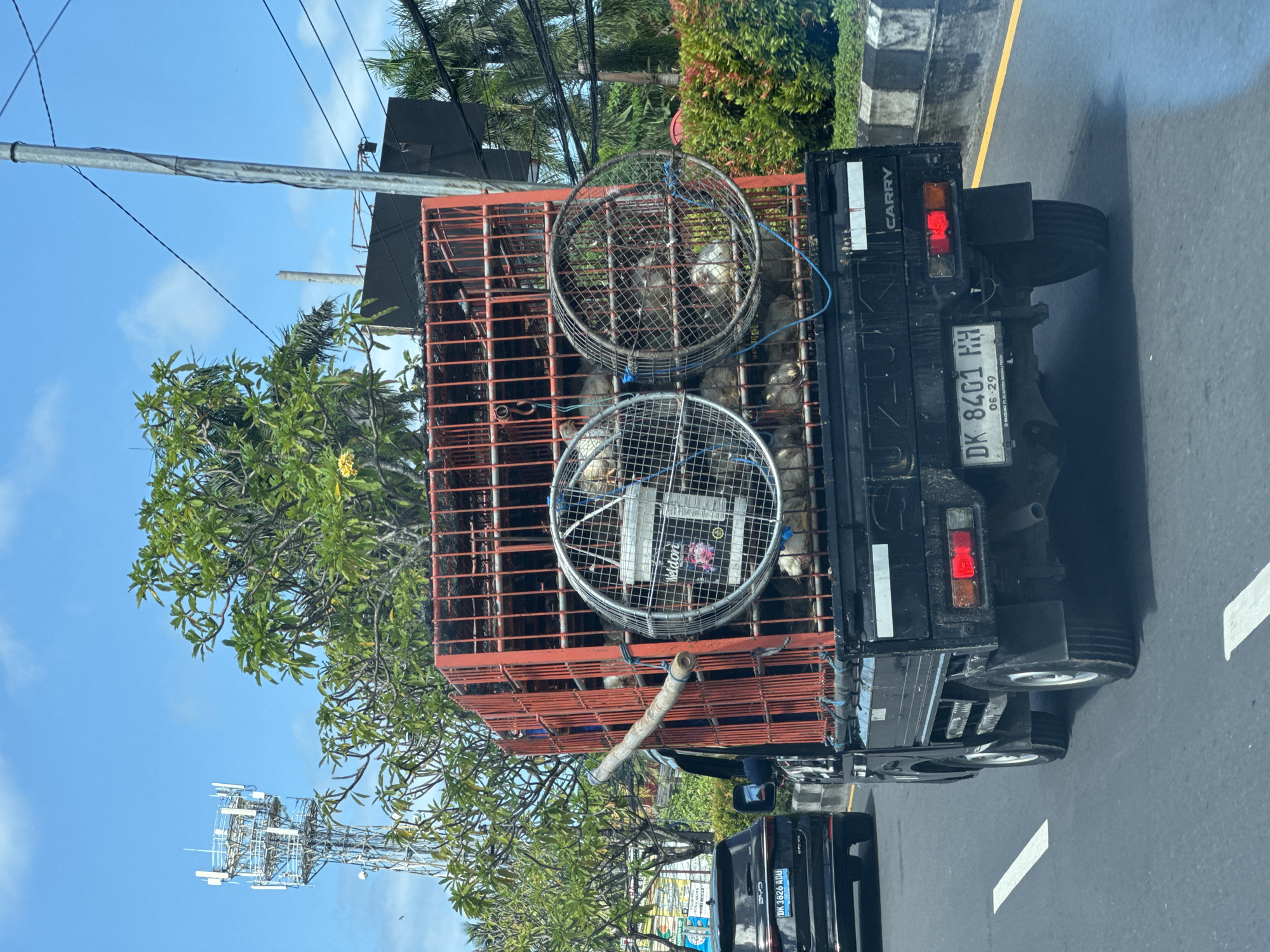 Truck transports chickens through Kuta Selatan, Indonesia