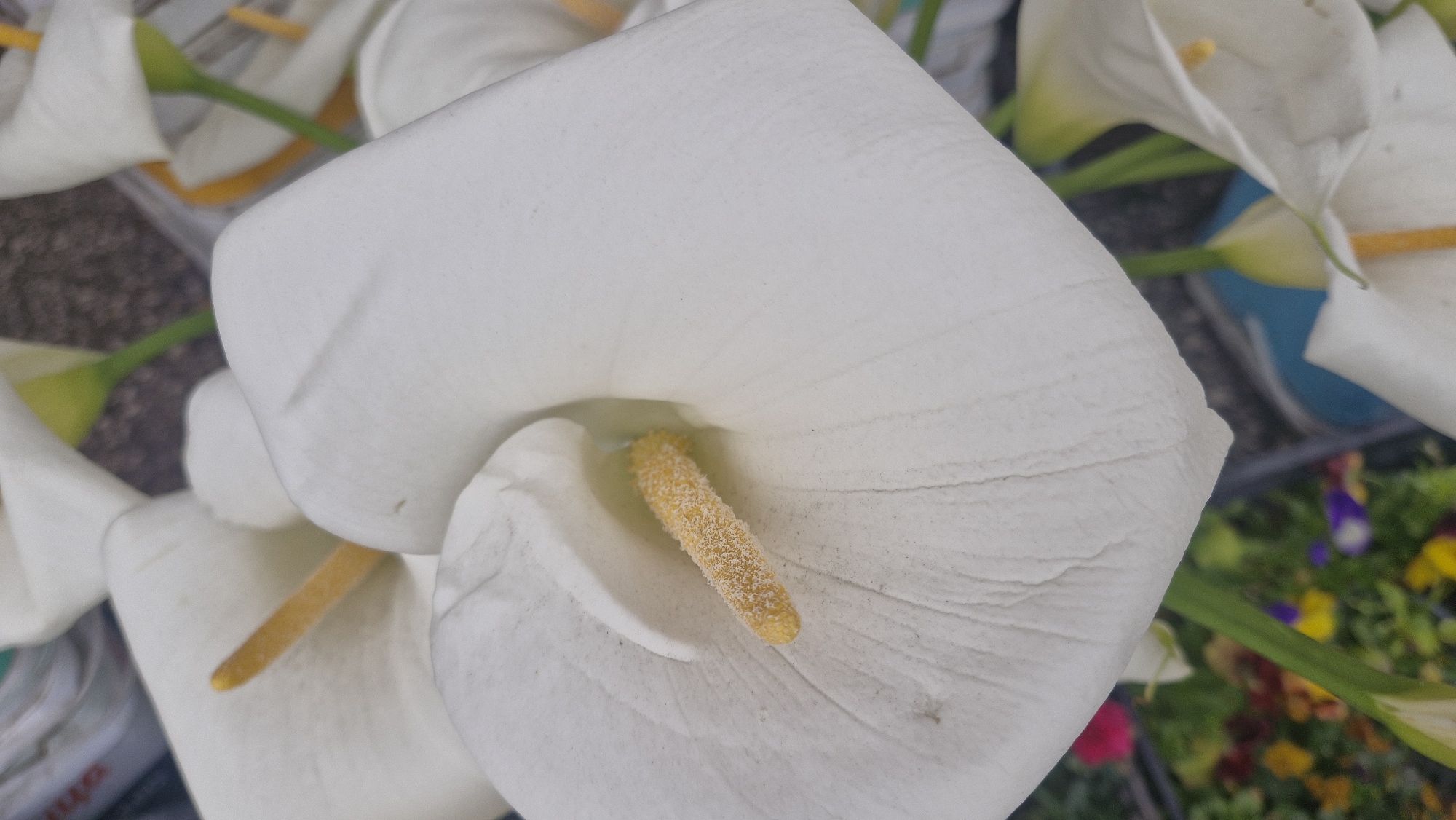 Early morning flower photography session documented in Plovdiv