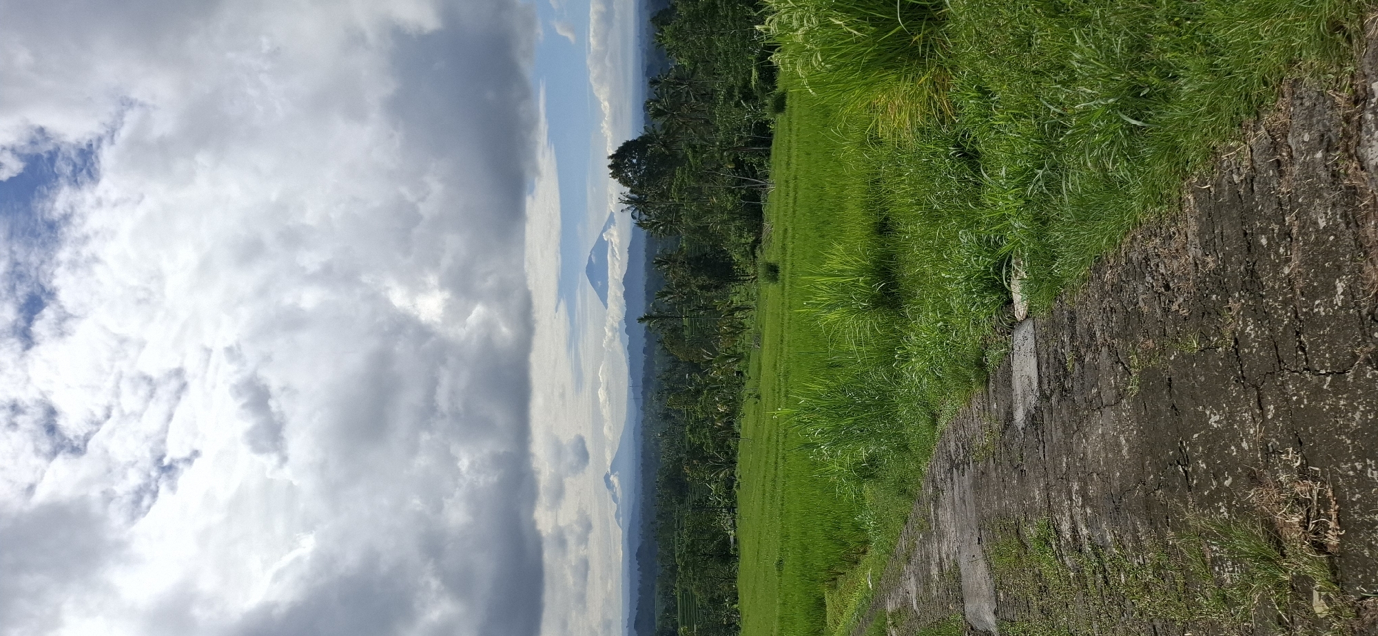 Rural landscape observed in Penebel, Indonesia shows green rice fields