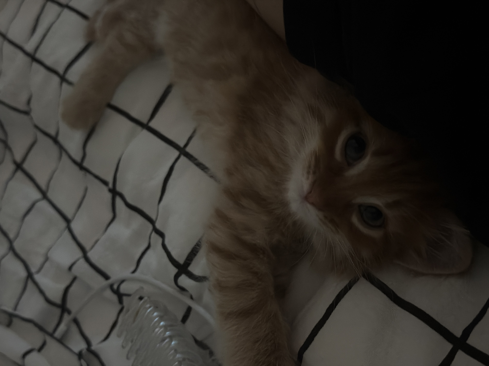 Ginger kitten plays on checkered bed in Khimki