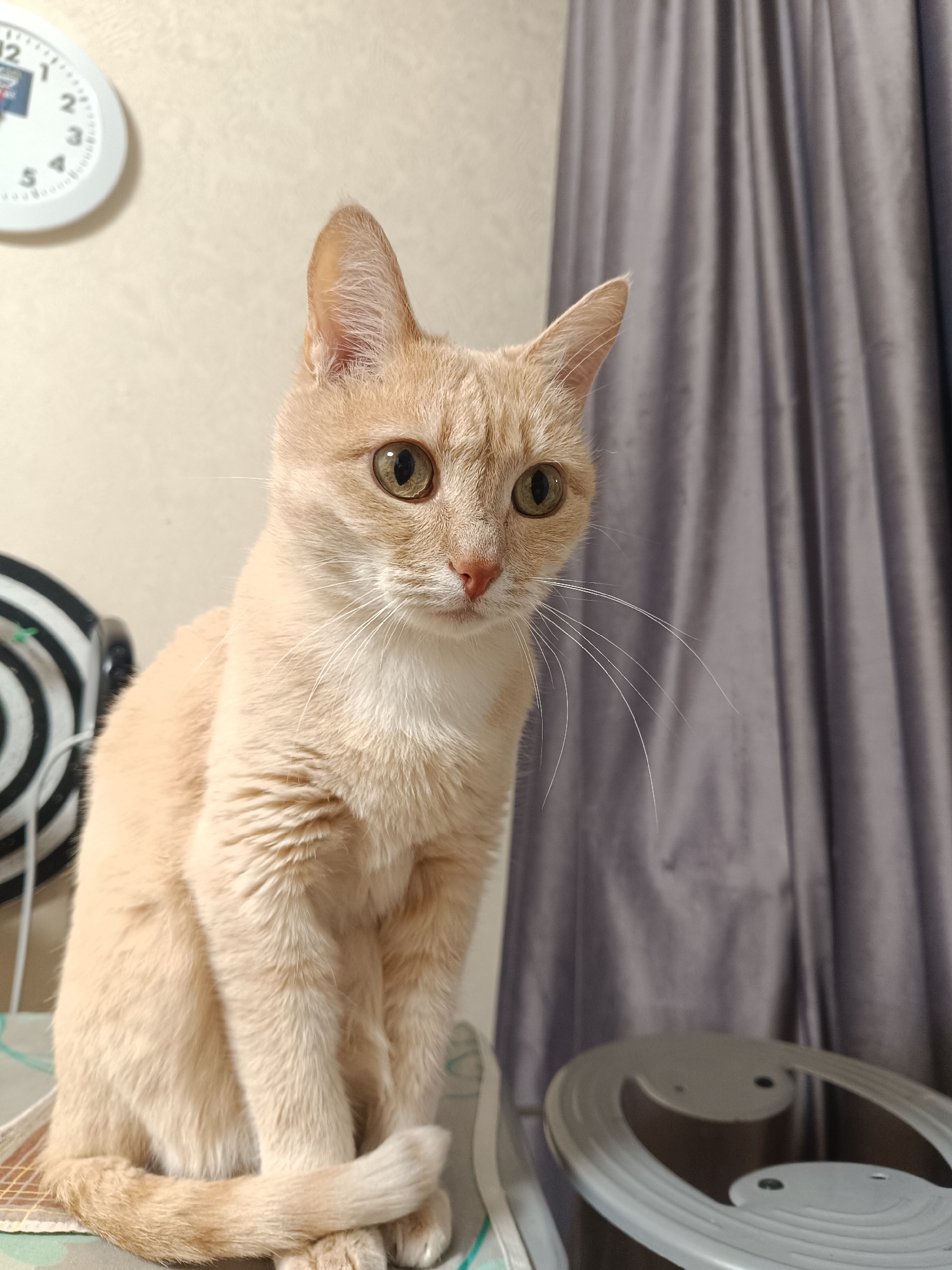 Orange cat spotted sitting indoors in Naberezhnye Chelny