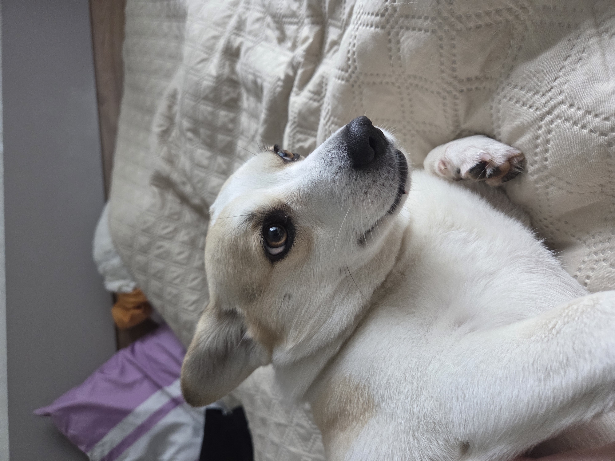 Lazy afternoon with pets and home cooking documented