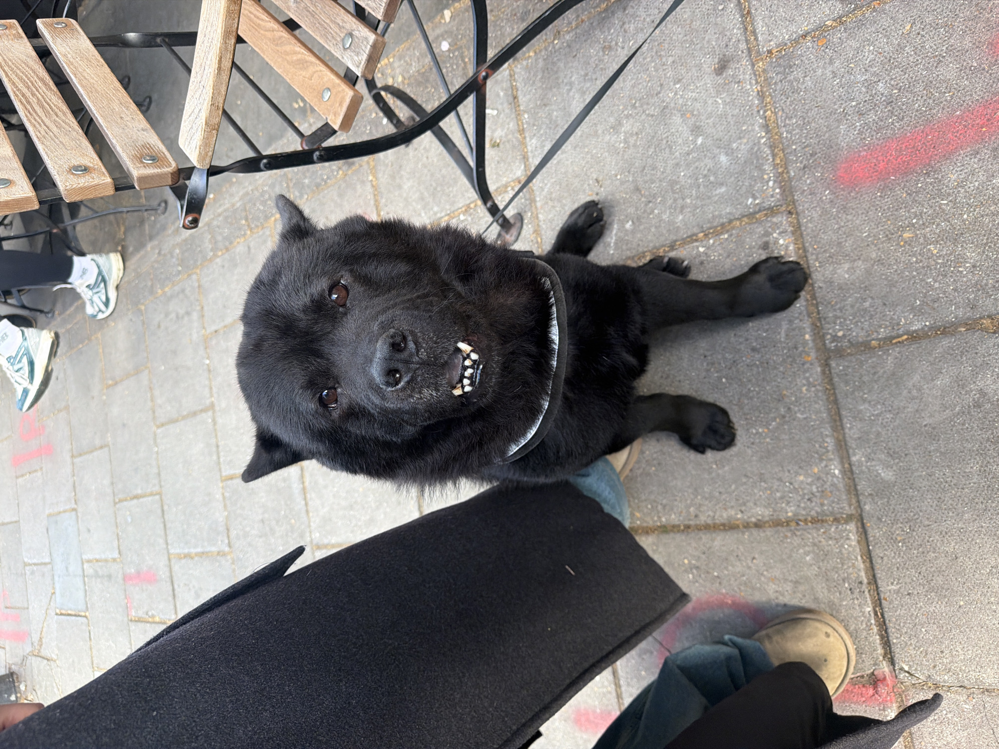 Black Chow Chow rests on London sidewalk with owners