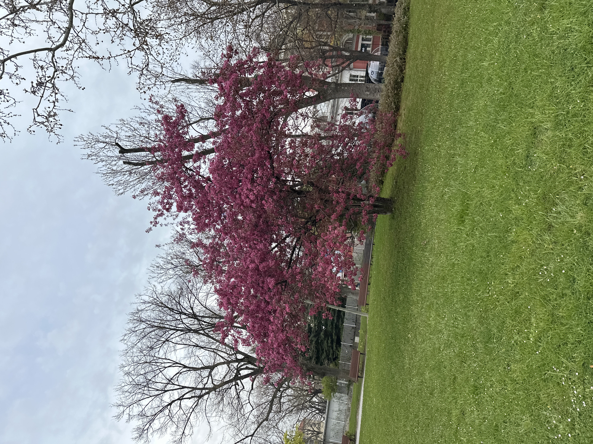 Spring blooms documented across Sofia during early morning walk