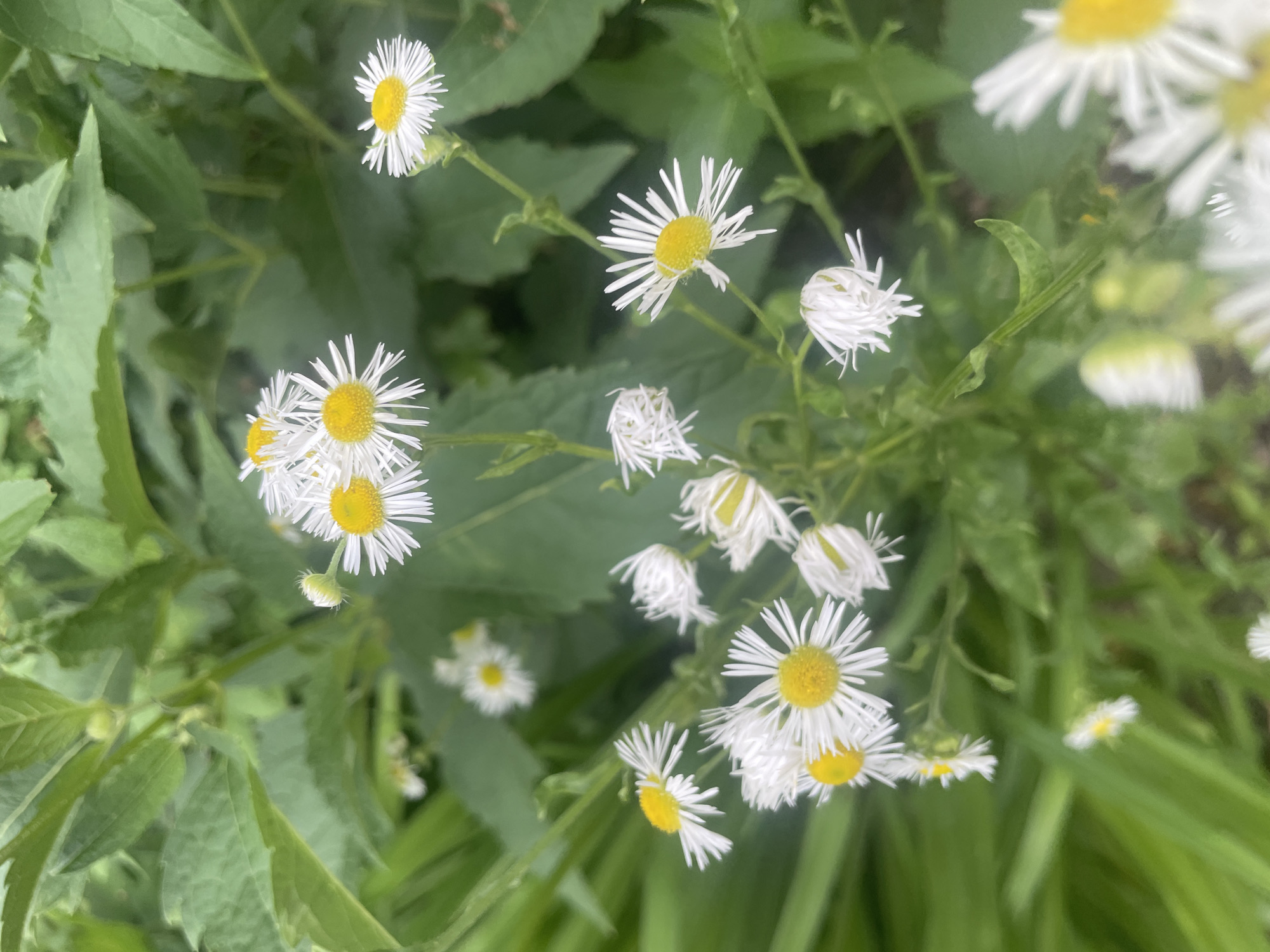 Garden flowers, city skies, and indoor snapshots on an overcast morning