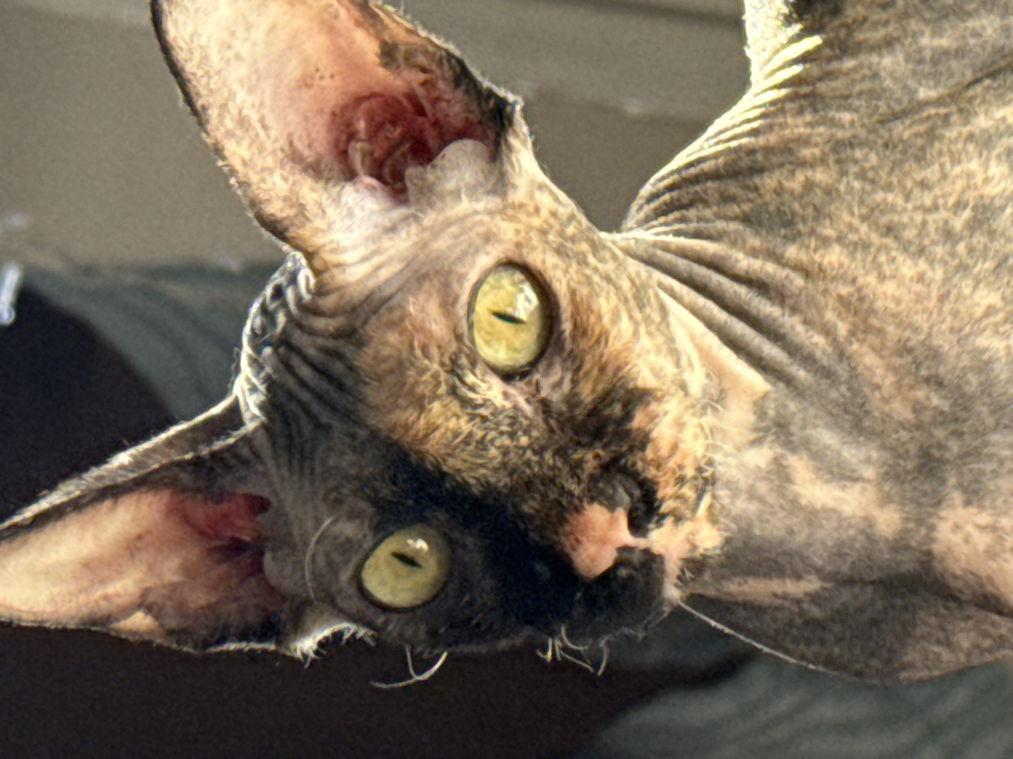 Intimate moments with Sphynx cat and meal captured indoors