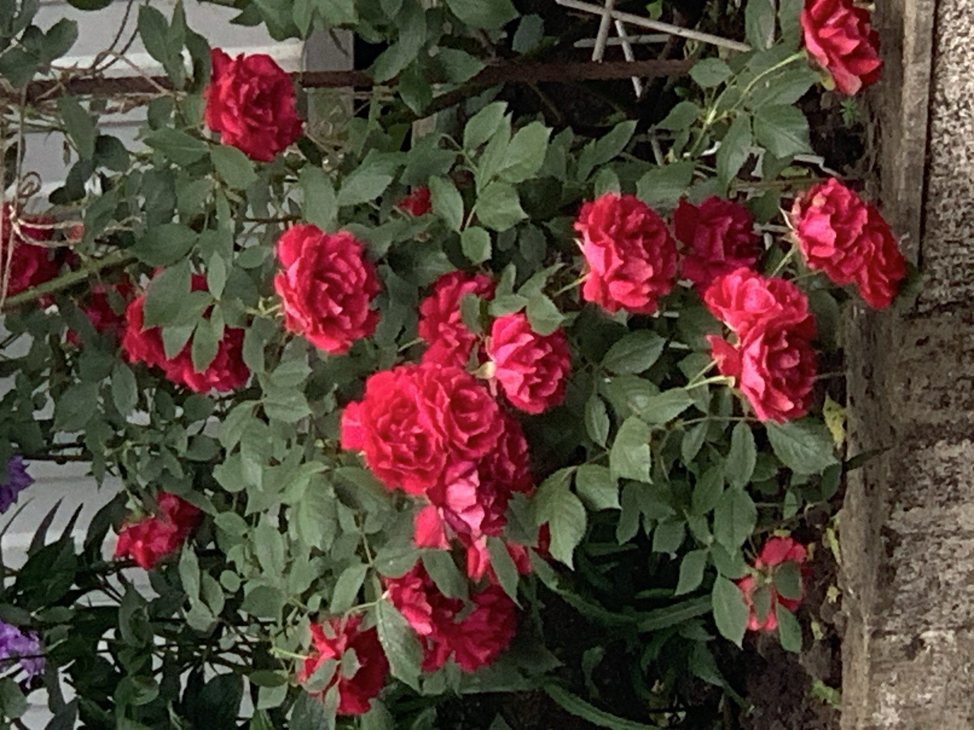 Garden flowers documented in 22-minute morning observation session