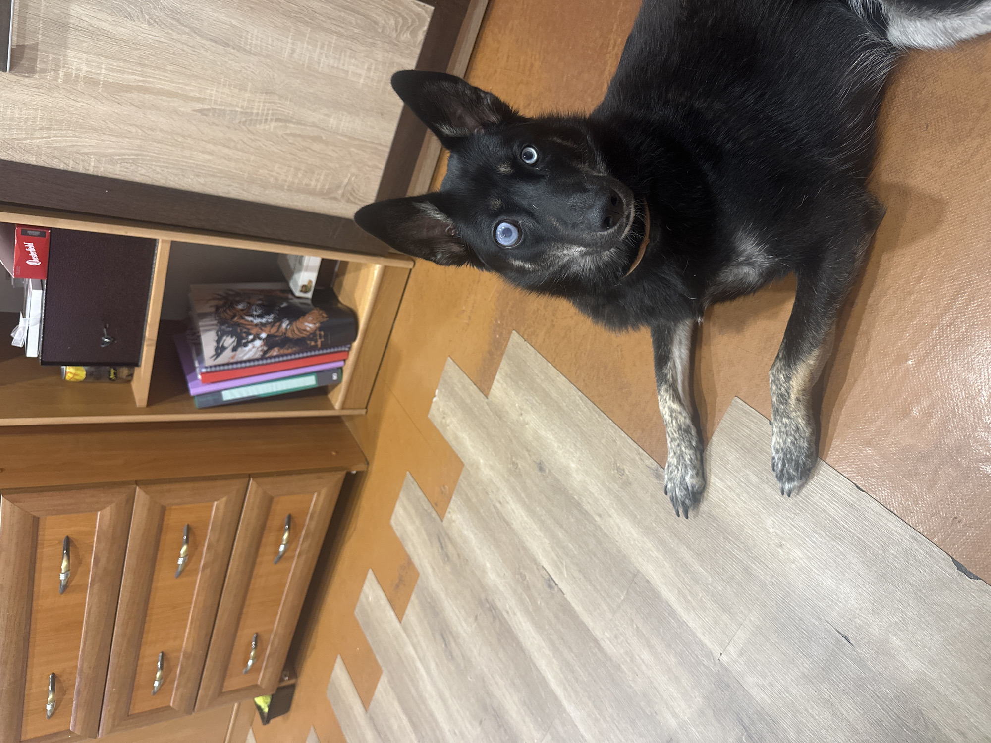 Black blue-eyed dog rests on mixed flooring in Kaliningrad