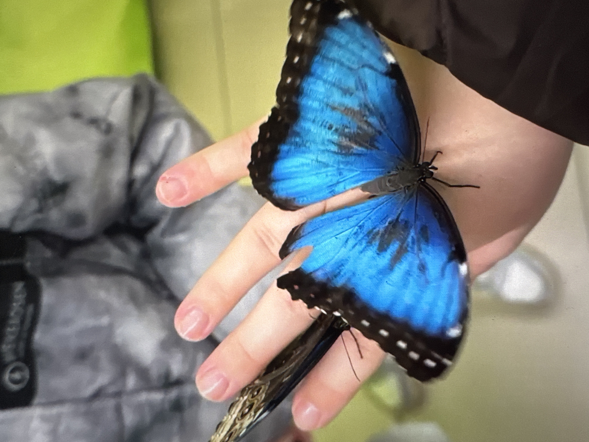 Domestic moments with cats, butterfly, fresh bread documented in Solikamsk