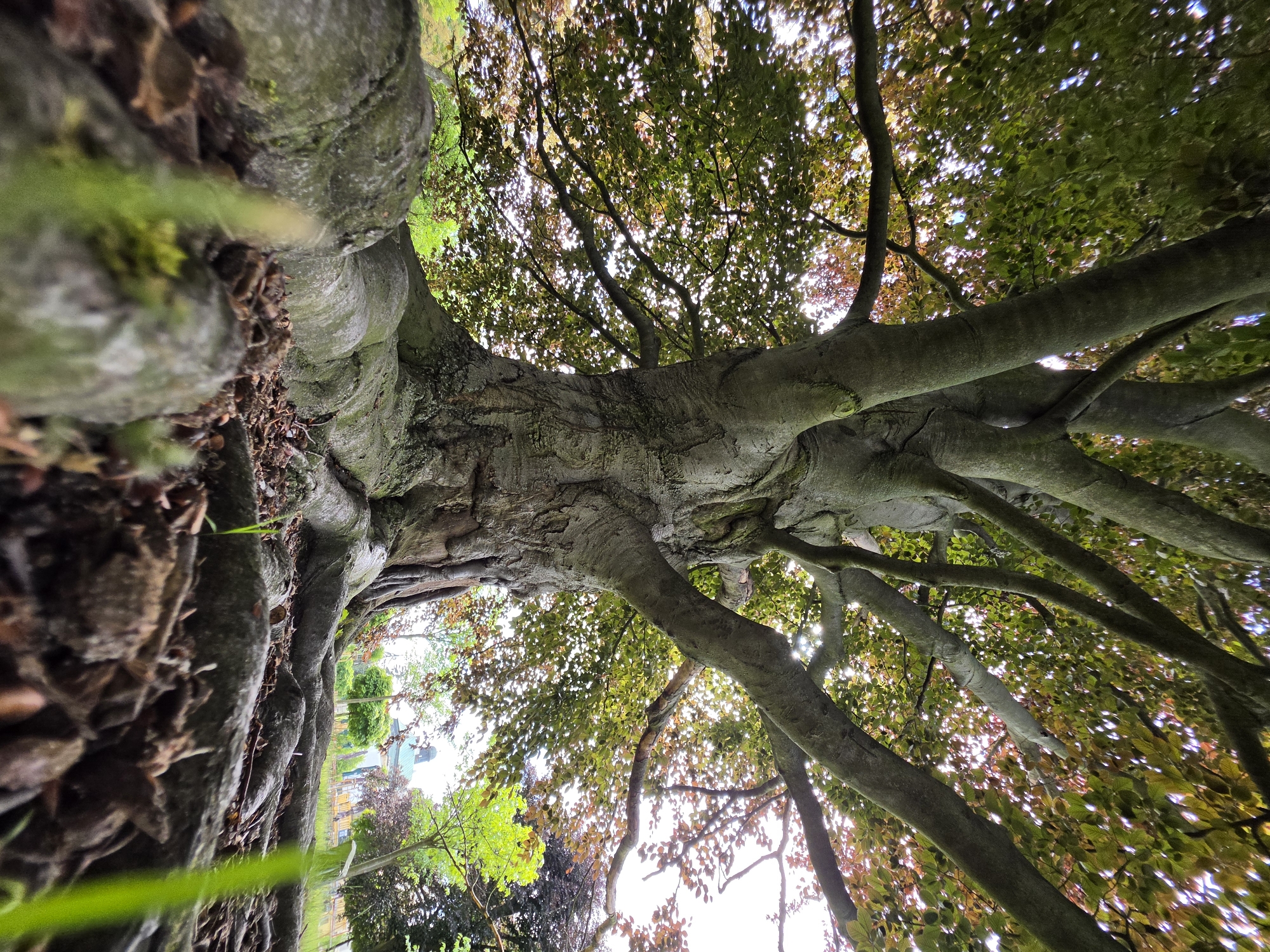 Mature beech tree documented in Mladá Boleslav park