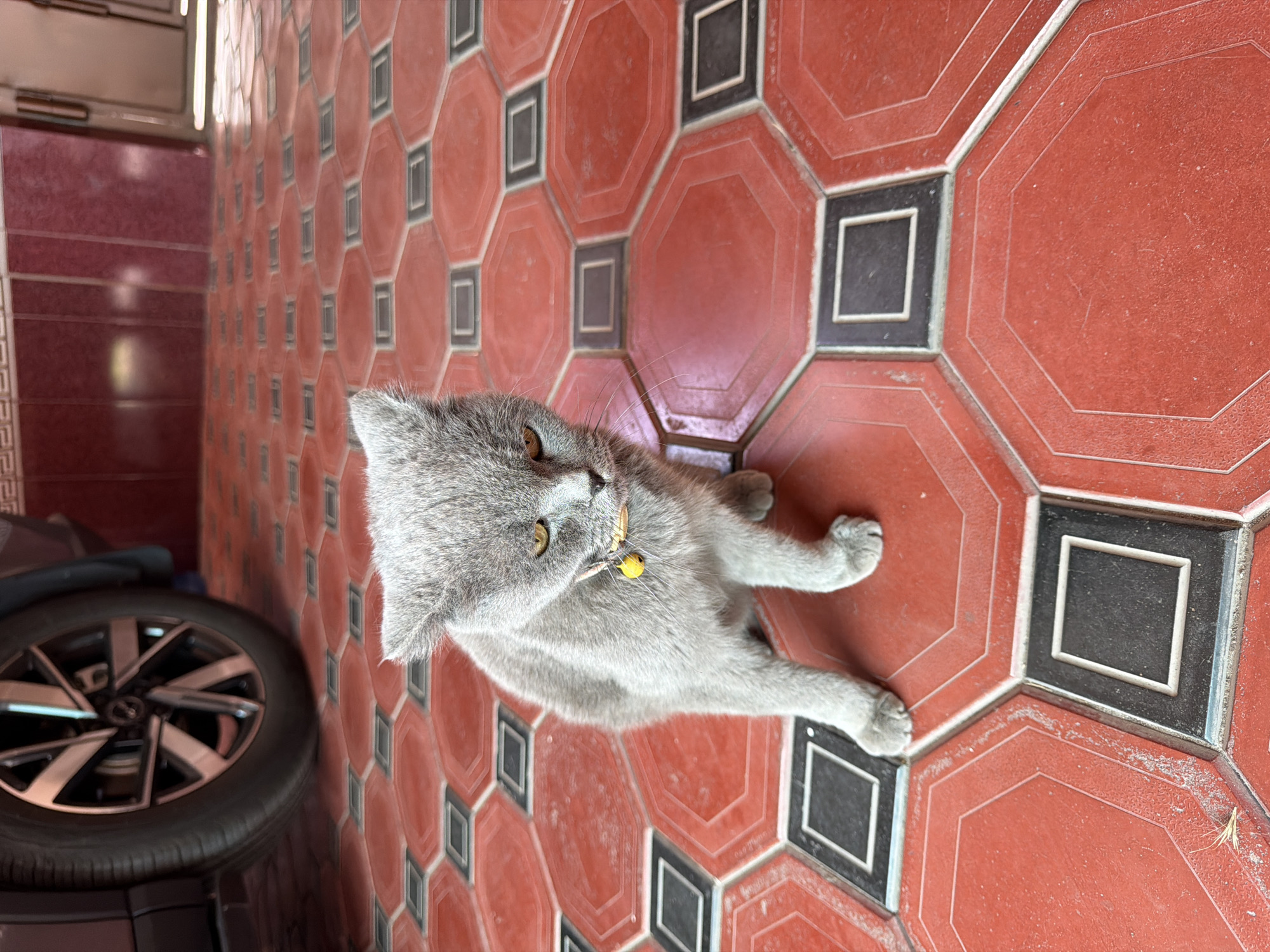 Gray cat with bell collar relaxes on tiled floor in Tashkent