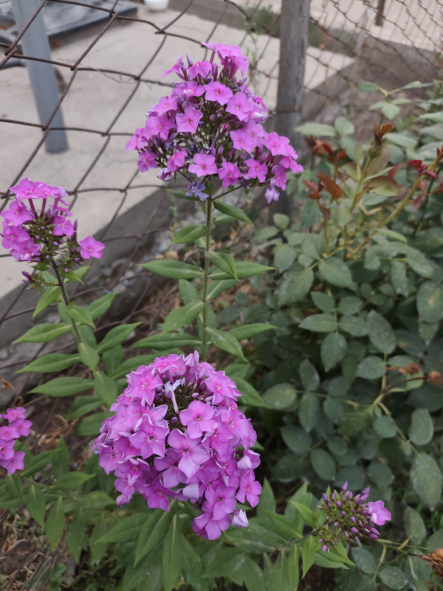 Garden plants in bloom in rural Kyrgyzstan, mid-June