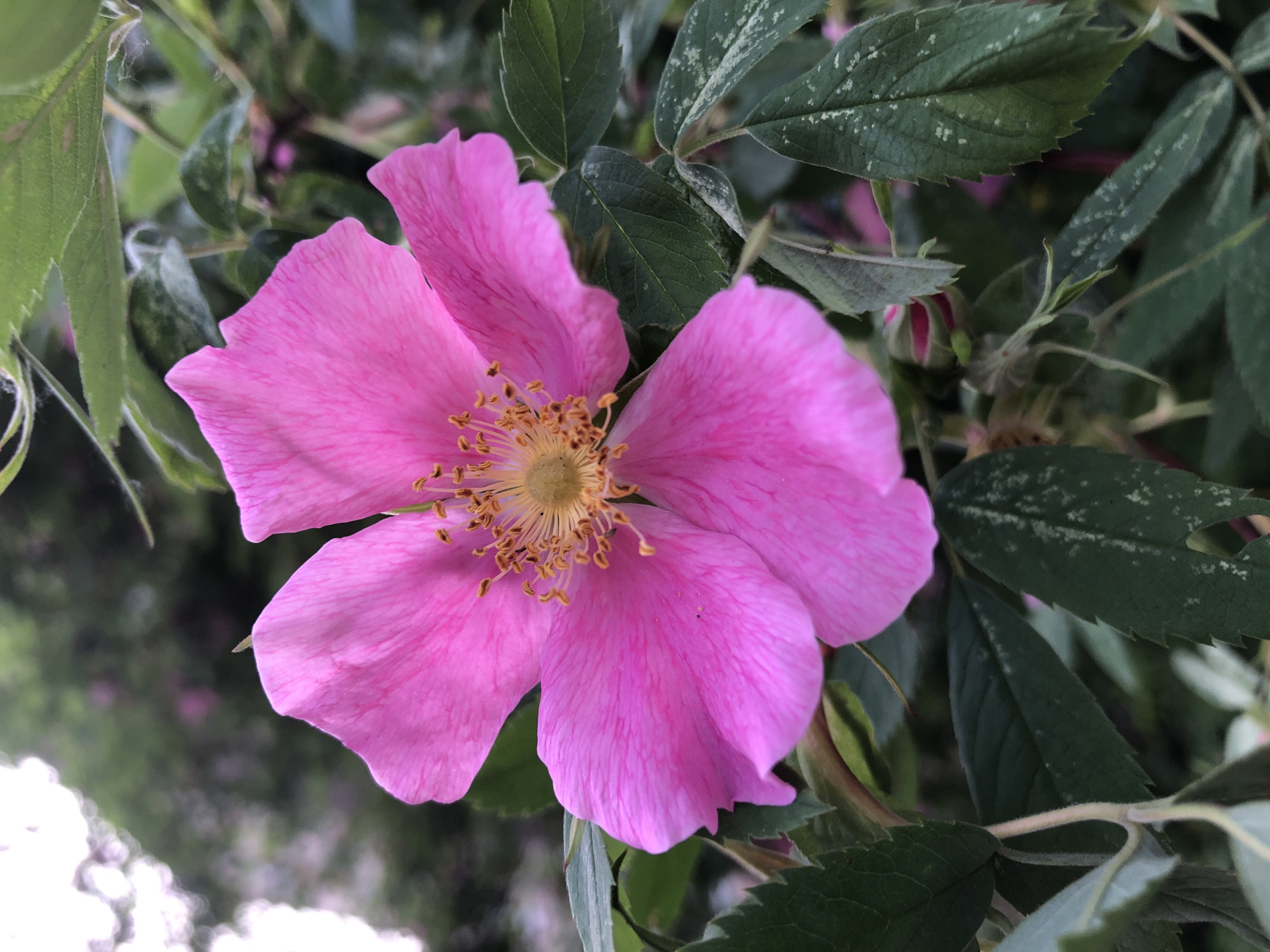 Early morning nature photography session captures spring blooms in Chaikovsky
