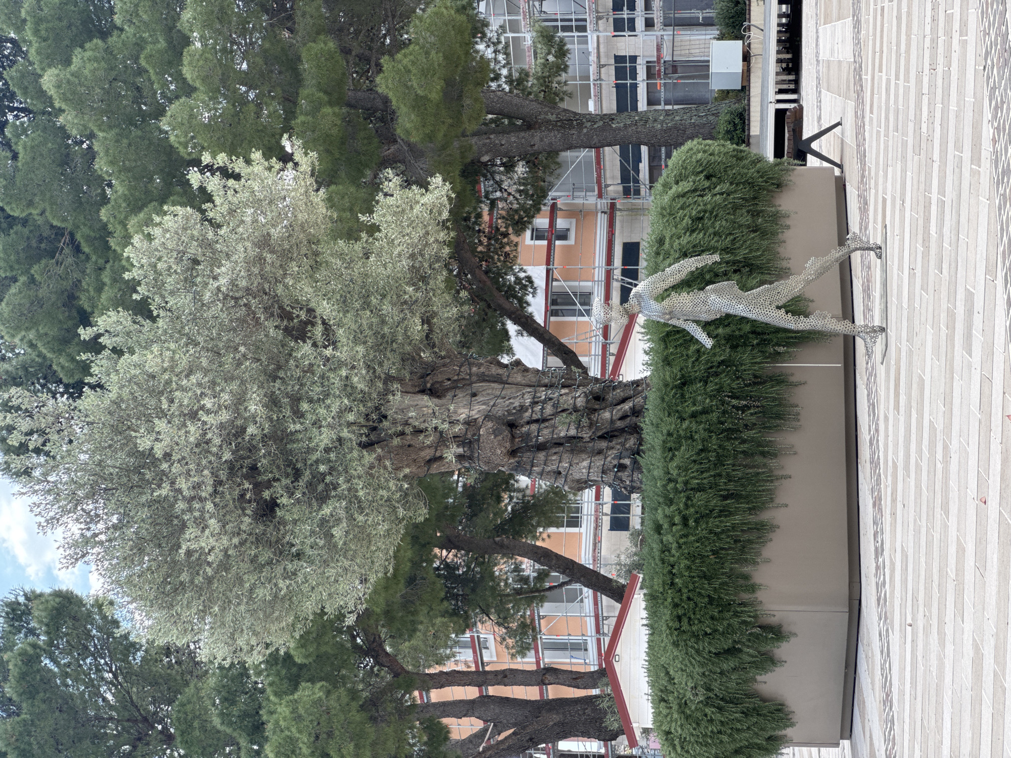 Mature olive tree documented in Radovići public space