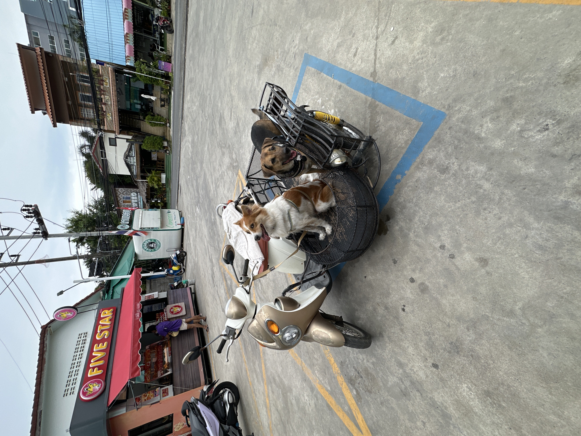 Two dogs hitching a ride in a motorcycle sidecar, Rawai