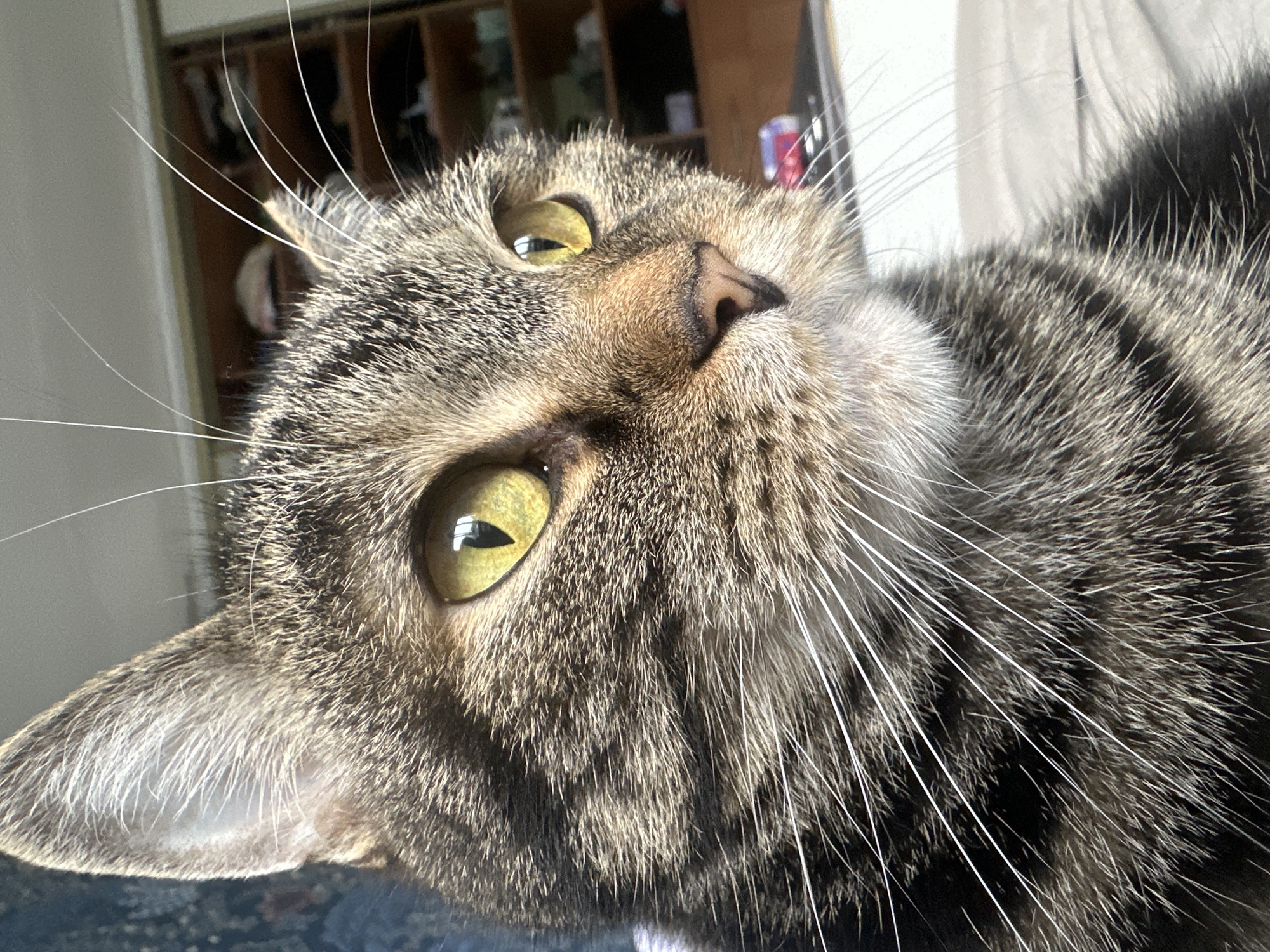 Tabby cat photographed in multiple poses in Stavropol morning