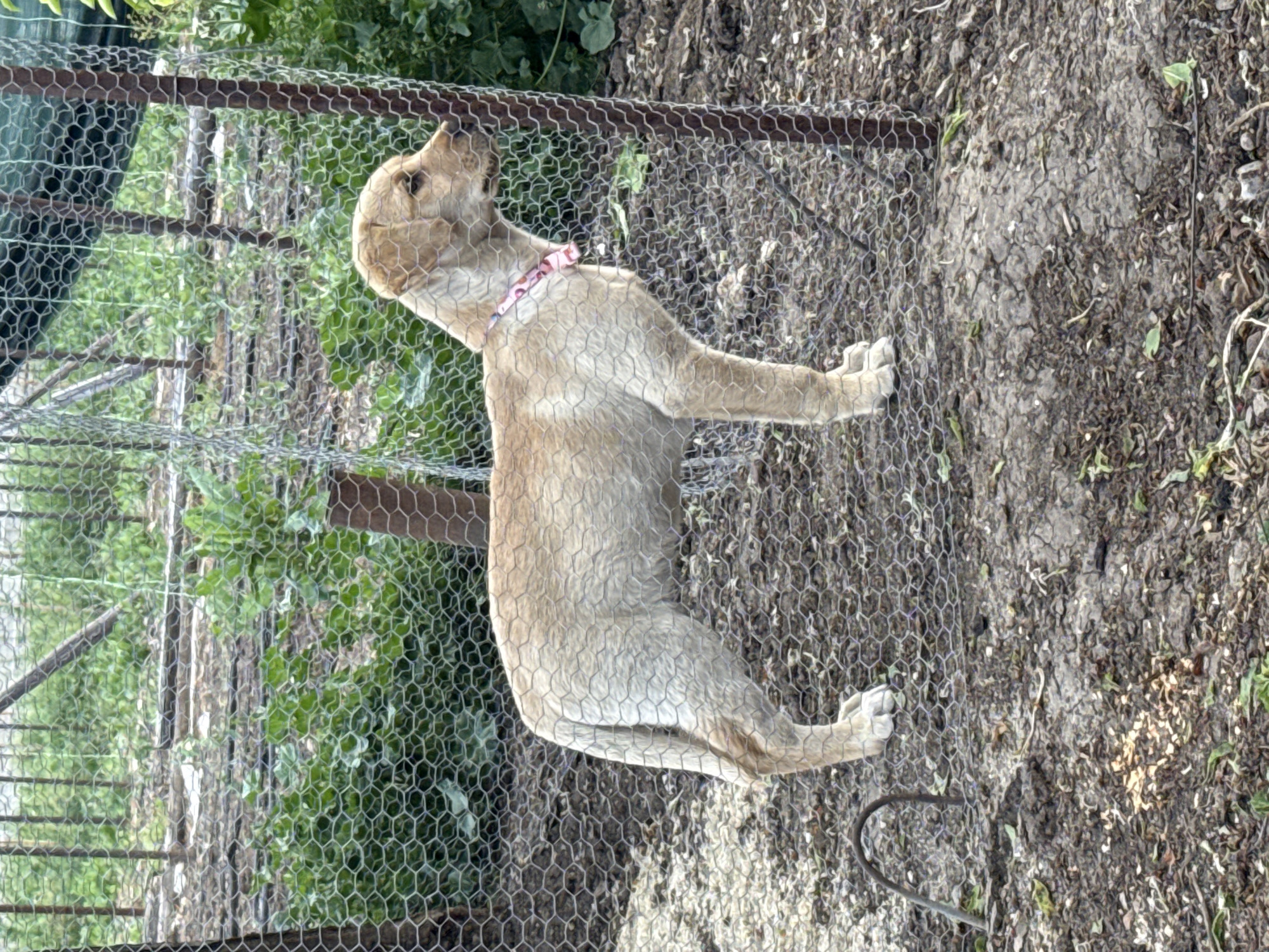 Tan Labrador puppy spotted in fenced yard in Bulgarian village