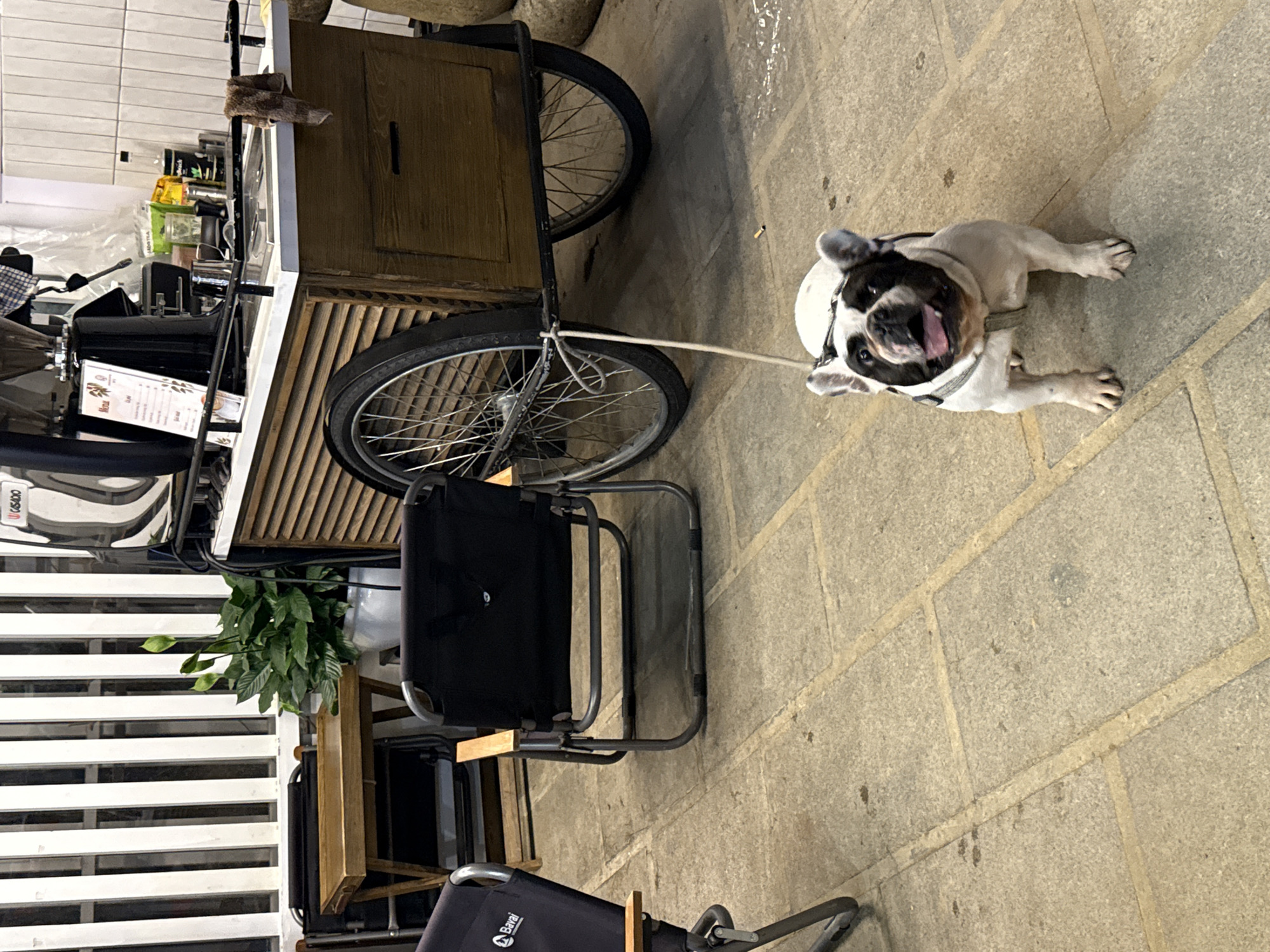 French Bulldog spotted at outdoor cafe in Đà Lạt