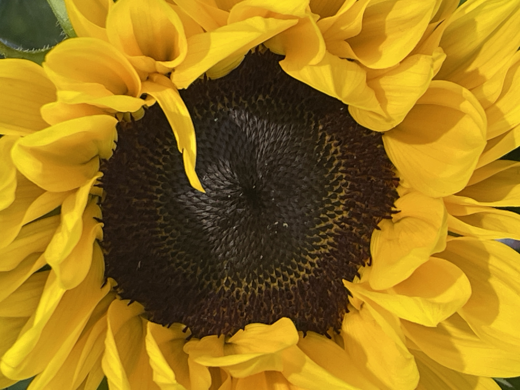Botanical photography session documents sunflower and pine specimens