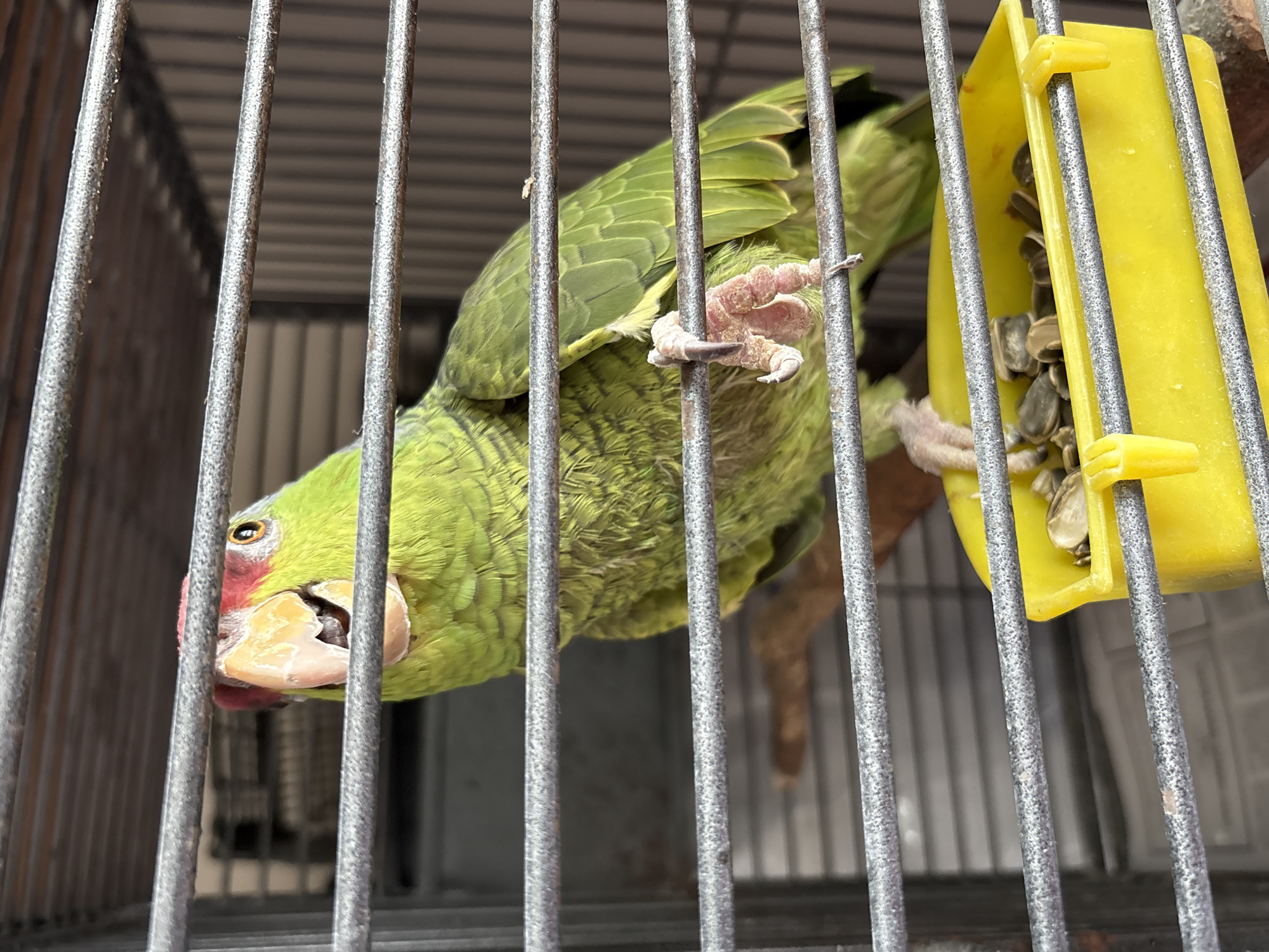 Caged parrot and cockatoo spotted in Jesús del Monte