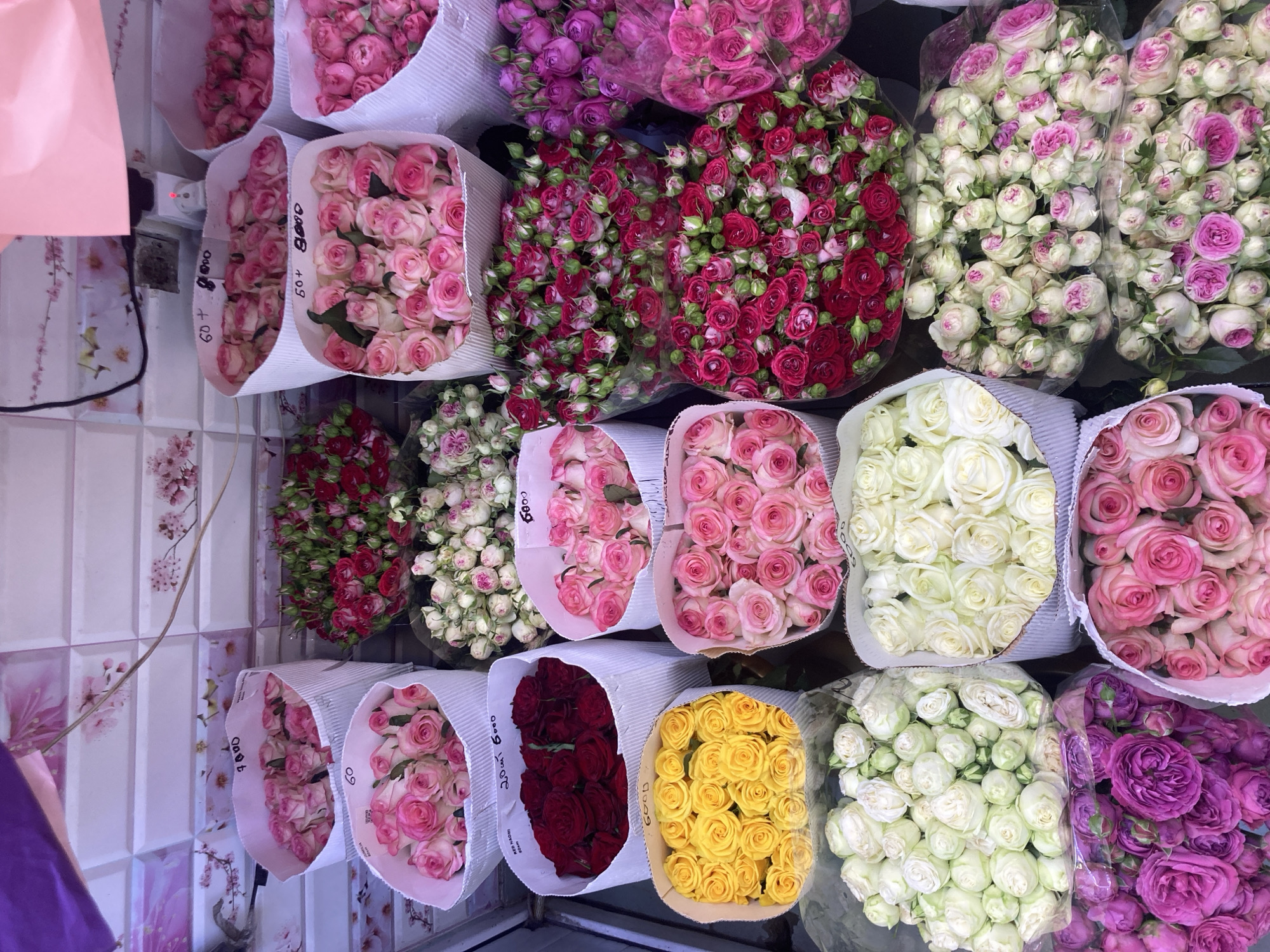 Morning scenes from Yerevan: flowers, flags, and feline