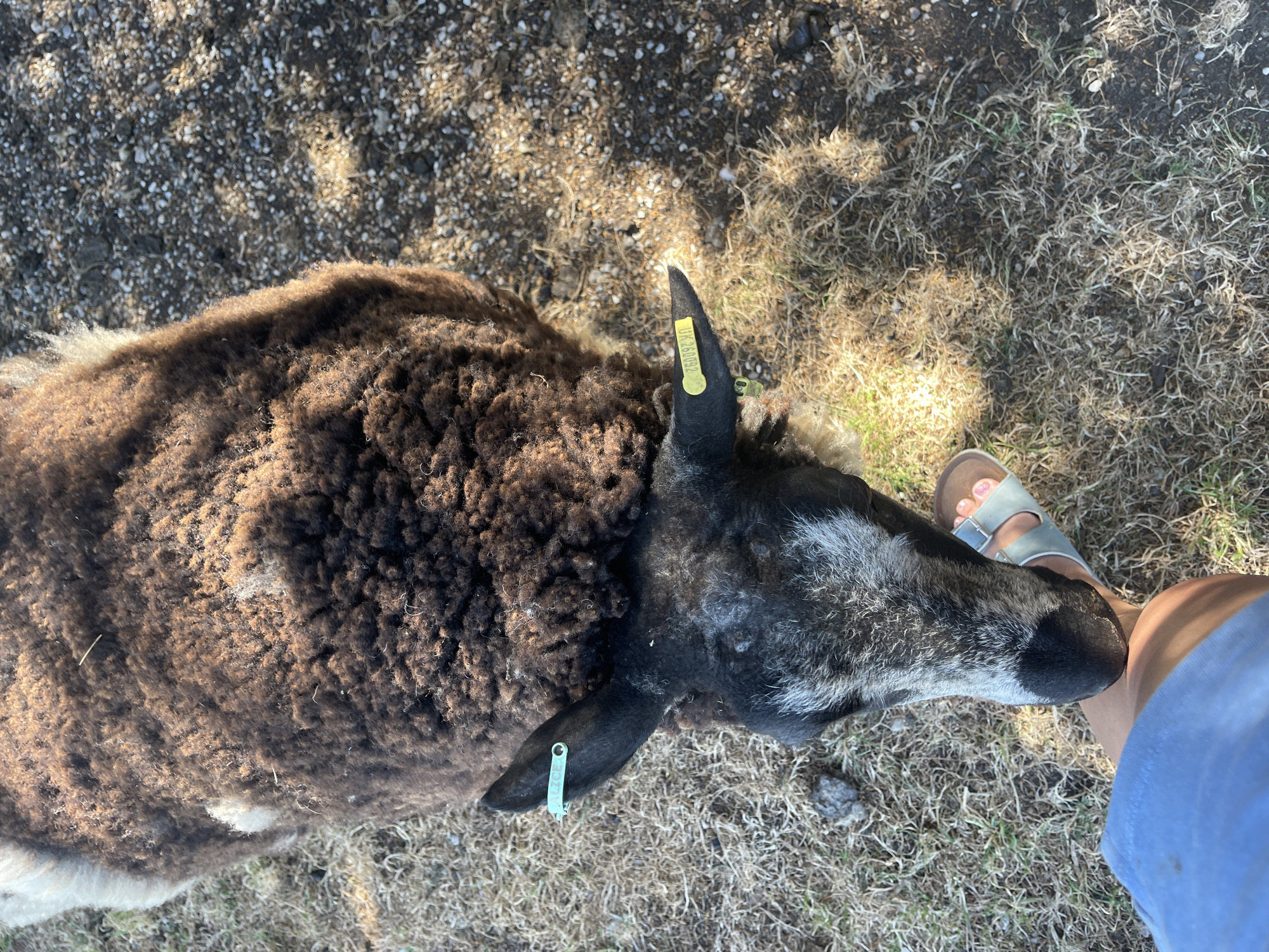 Visitor documents pastoral sheep encounter near Ashford church ruins