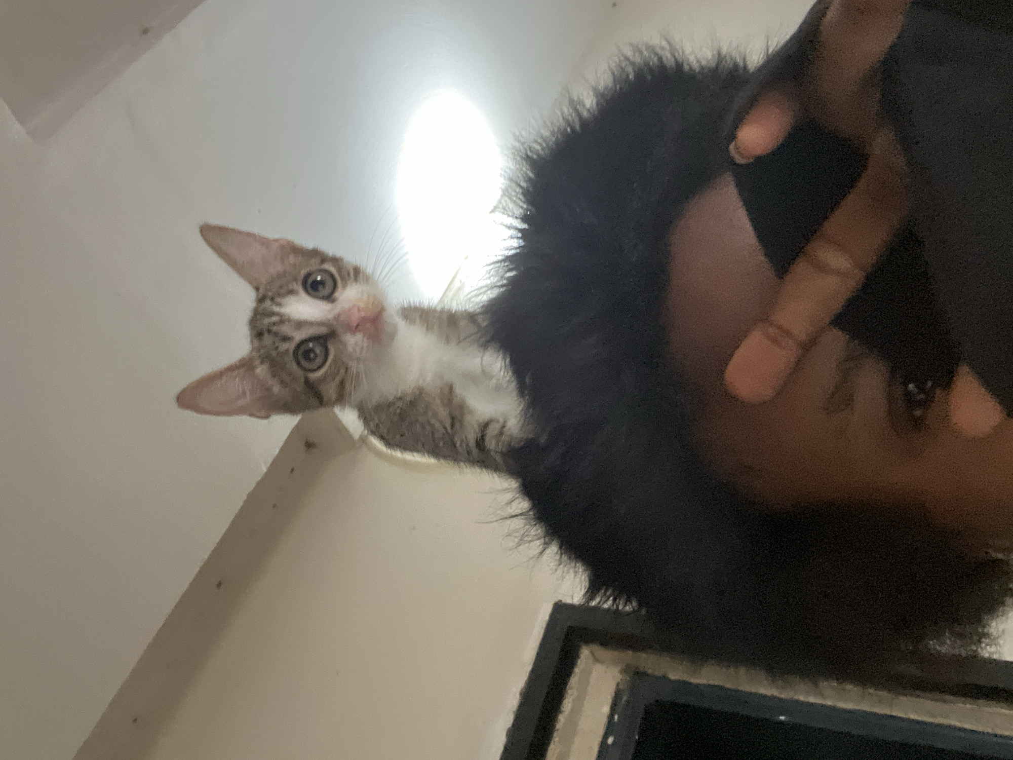 Tabby kitten explores a room, climbs heads, grooms itself