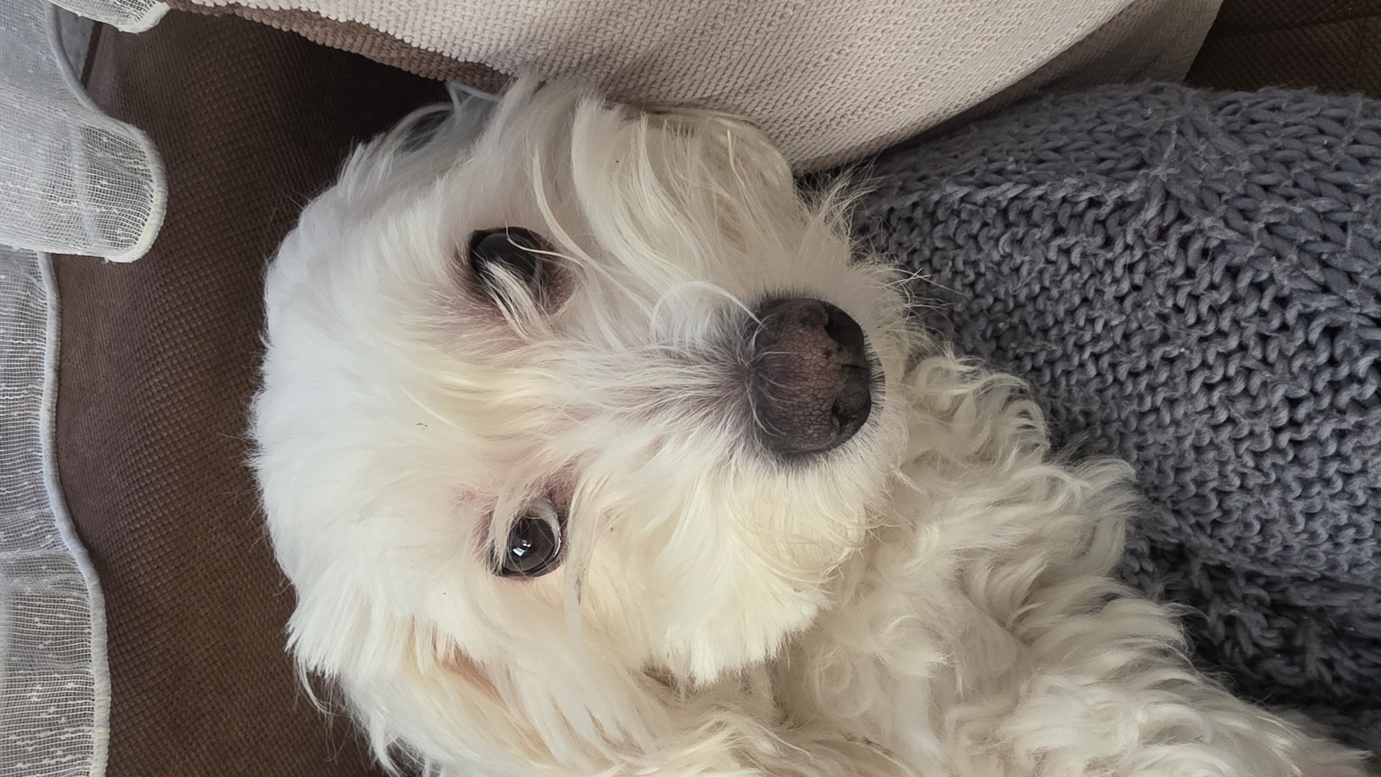 Morning moments with pet dog and decorative fabric in Bulgaria