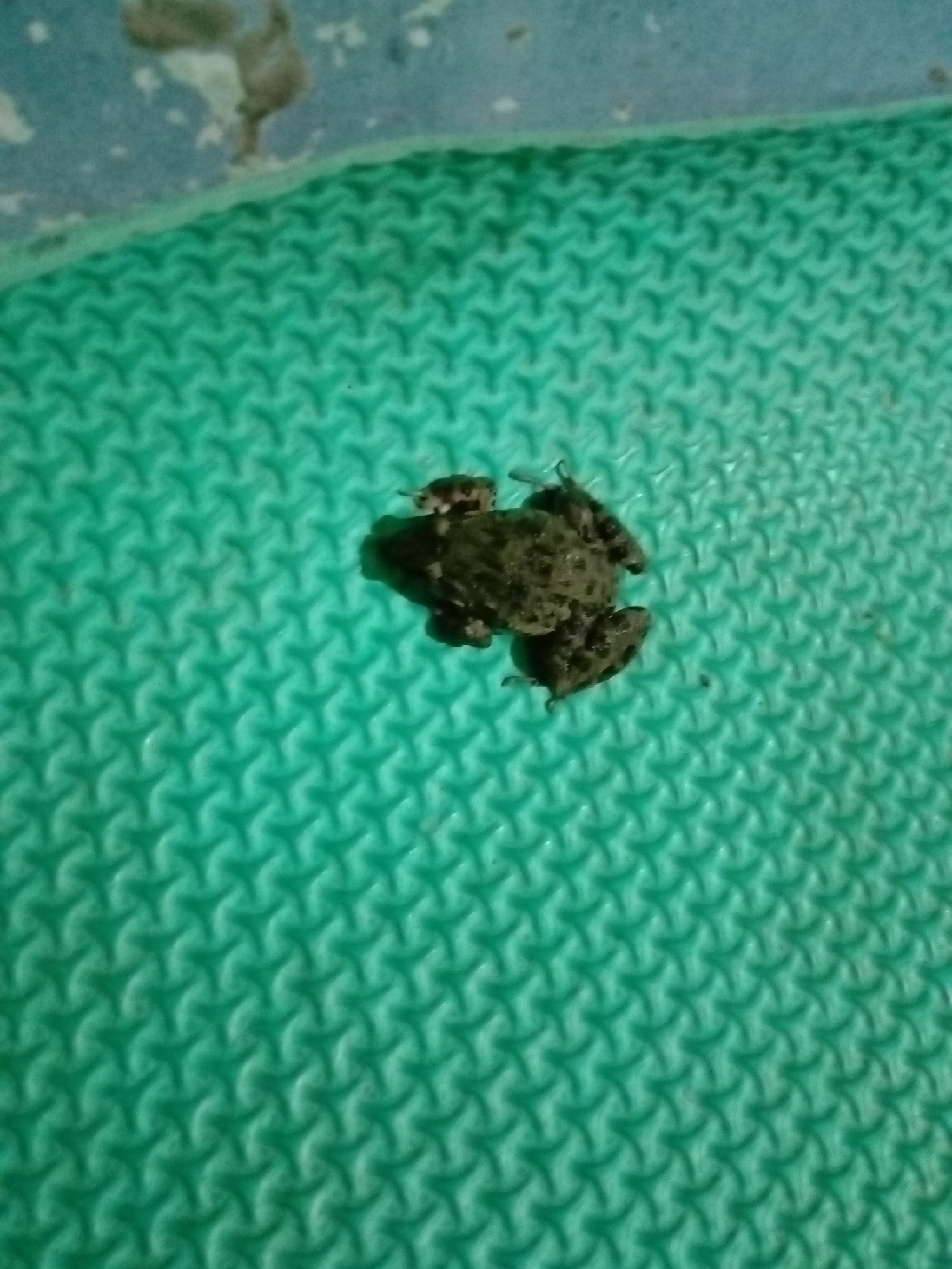 Brown frog spotted on patterned green surface
