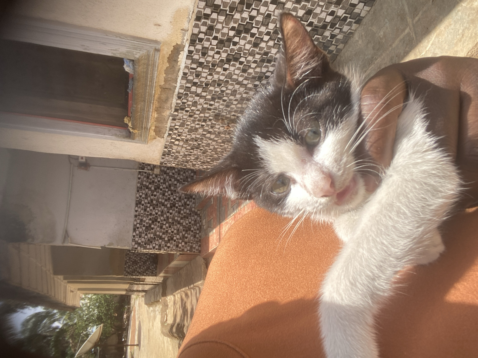 Tuxedo kitten photographed in Maigizo, Nigeria