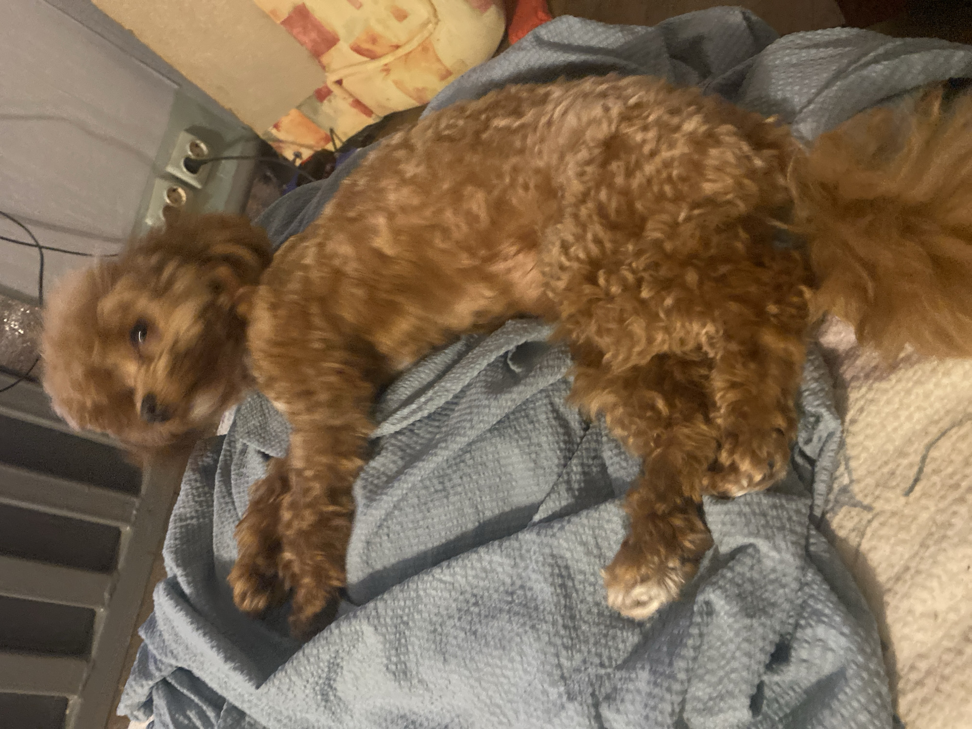 Brown poodle napping on a blue blanket in Dnipro